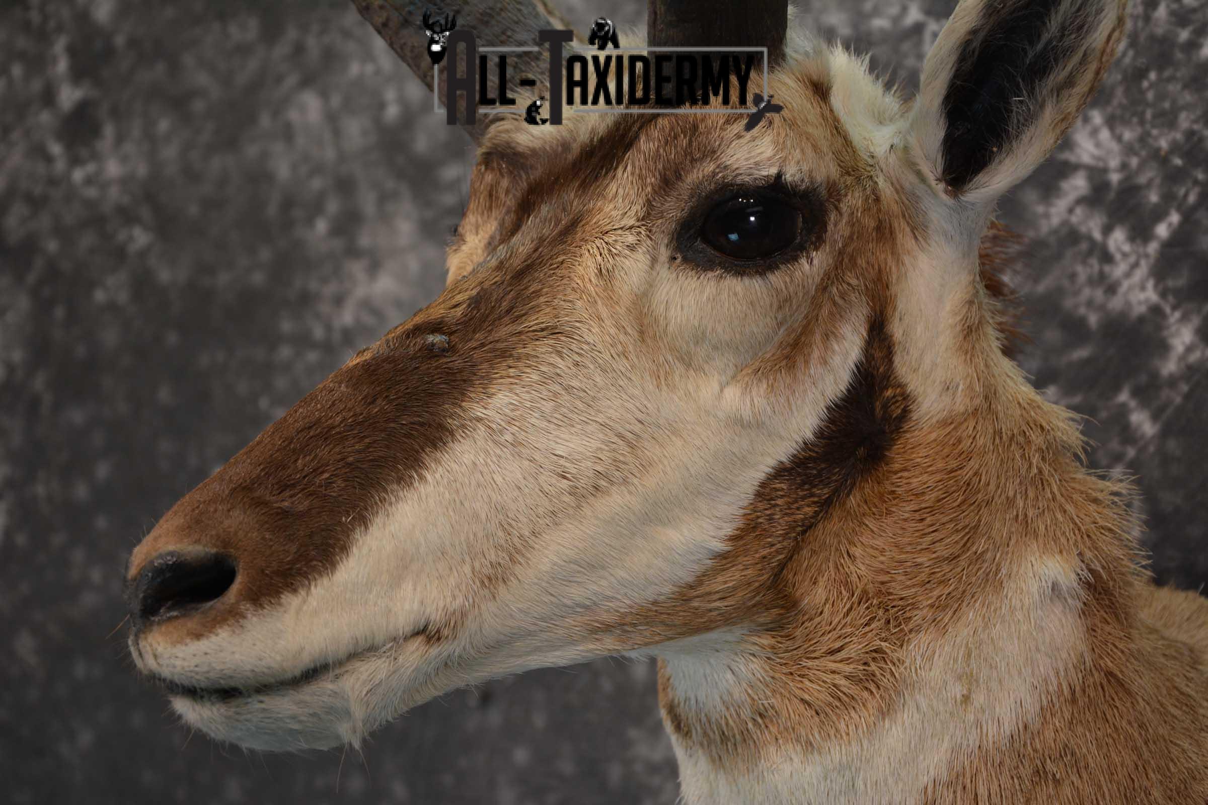 Pronghorn Shoulder taxidermy mount for sale SKU 1819 - Image 3
