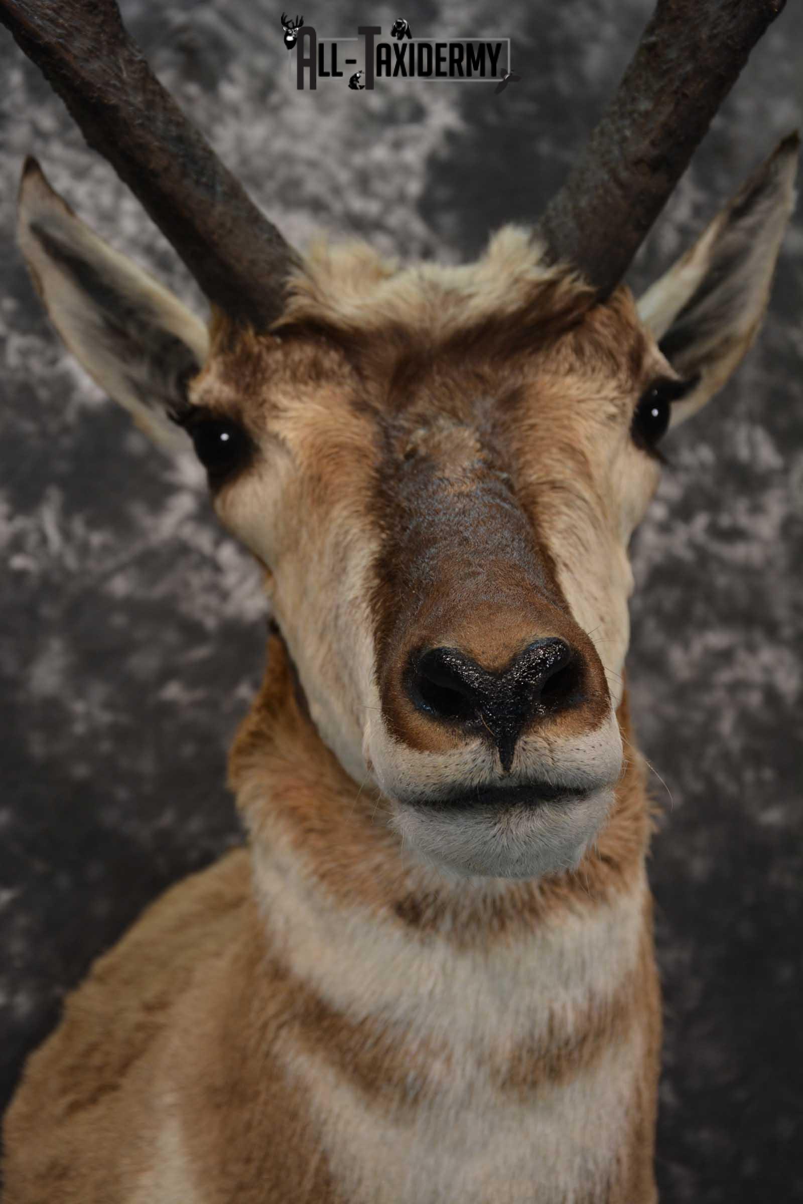 Pronghorn Shoulder taxidermy mount for sale SKU 1819 - Image 2