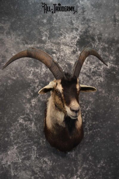 Wyoming Ibex taxidermy shoulder mount for sale SKU 1818