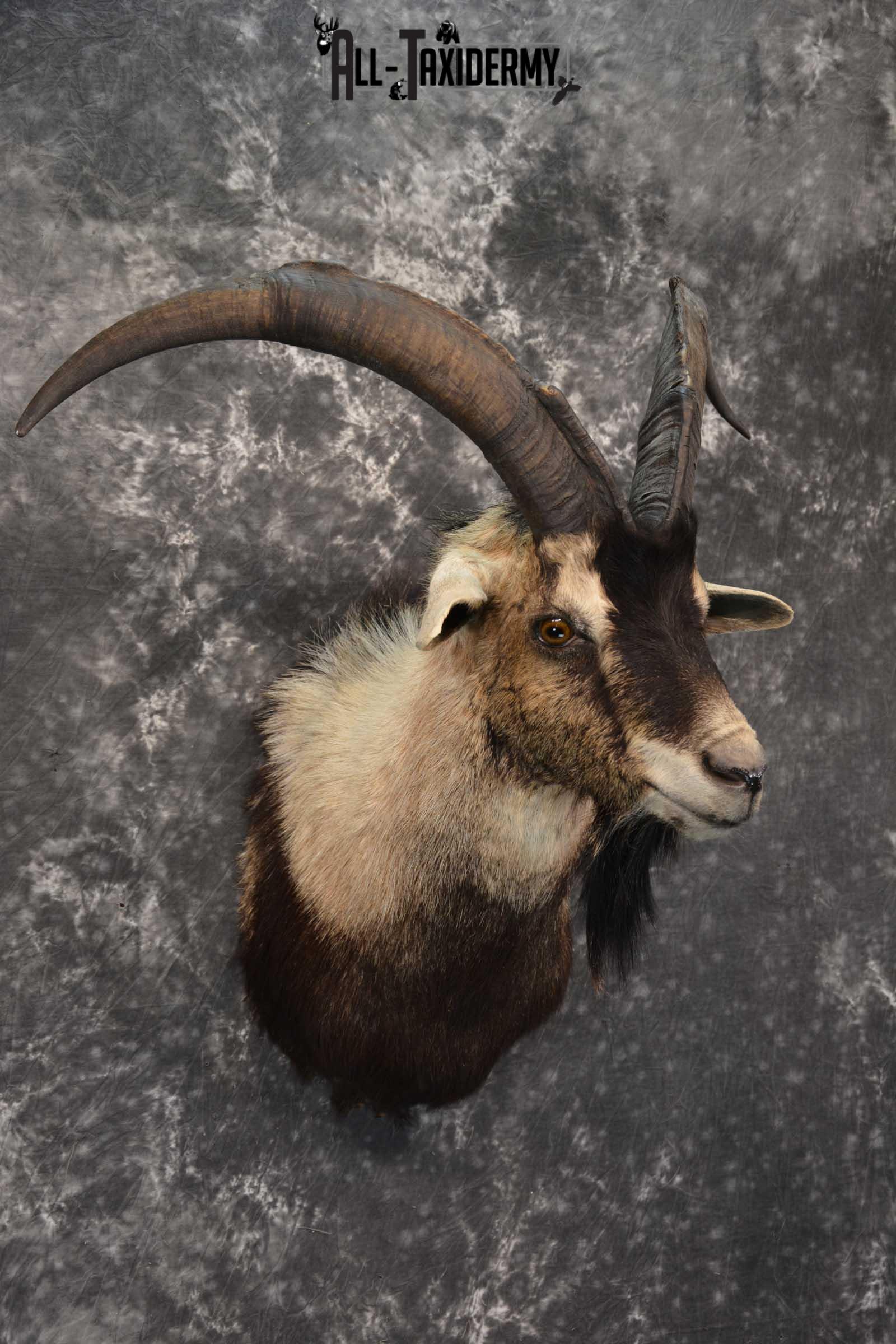Wyoming Ibex taxidermy shoulder mount for sale SKU 1818