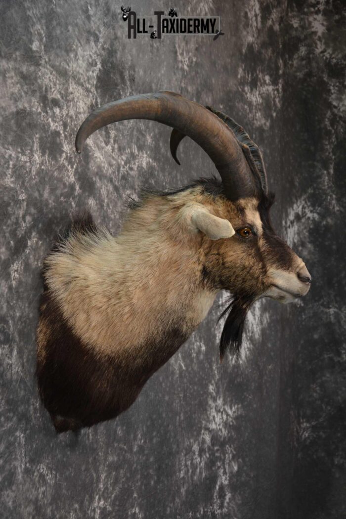 Wyoming Ibex taxidermy shoulder mount for sale SKU 1818