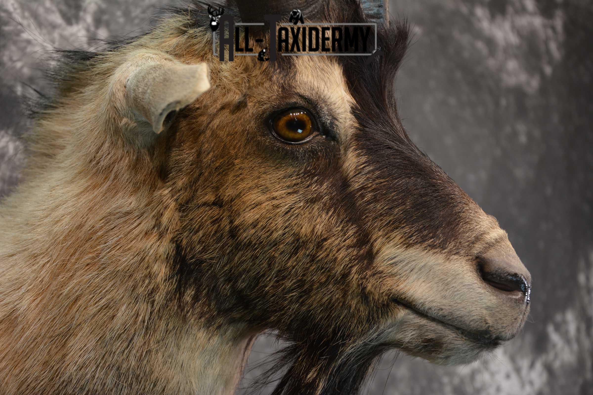 Wyoming Ibex taxidermy shoulder mount for sale SKU 1818