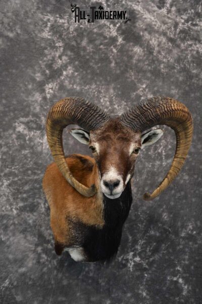 Mouflon taxidermy wall pedestal shoulder mount for sale SKU 1817