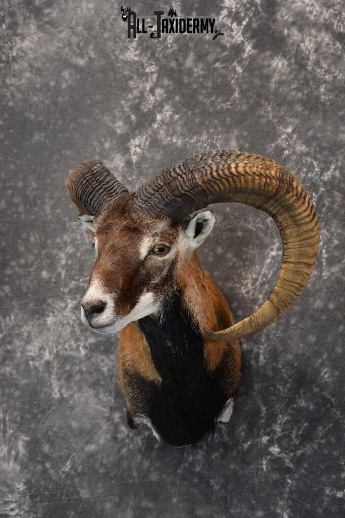 Mouflon taxidermy wall pedestal shoulder mount for sale SKU 1817