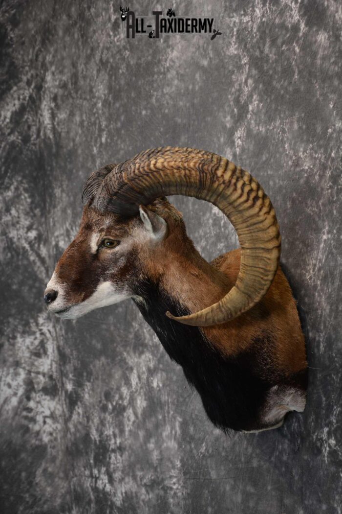 Mouflon taxidermy wall pedestal shoulder mount for sale SKU 1817