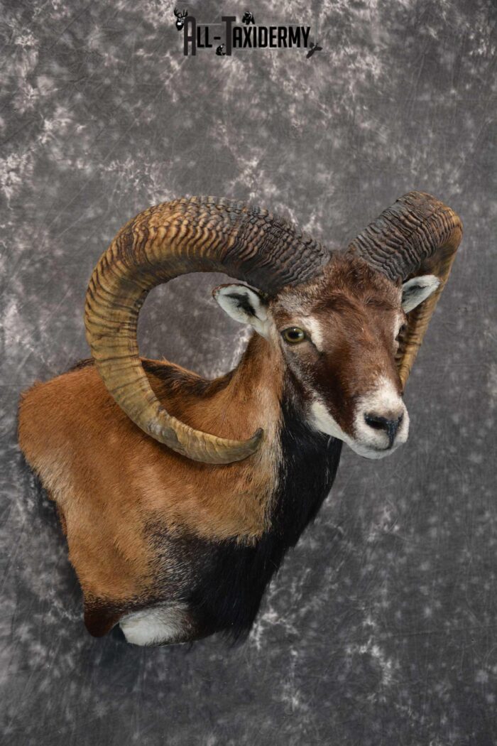 Mouflon taxidermy wall pedestal shoulder mount for sale SKU 1817