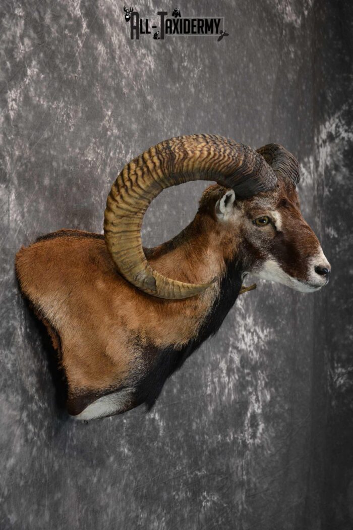 Mouflon taxidermy wall pedestal shoulder mount for sale SKU 1817