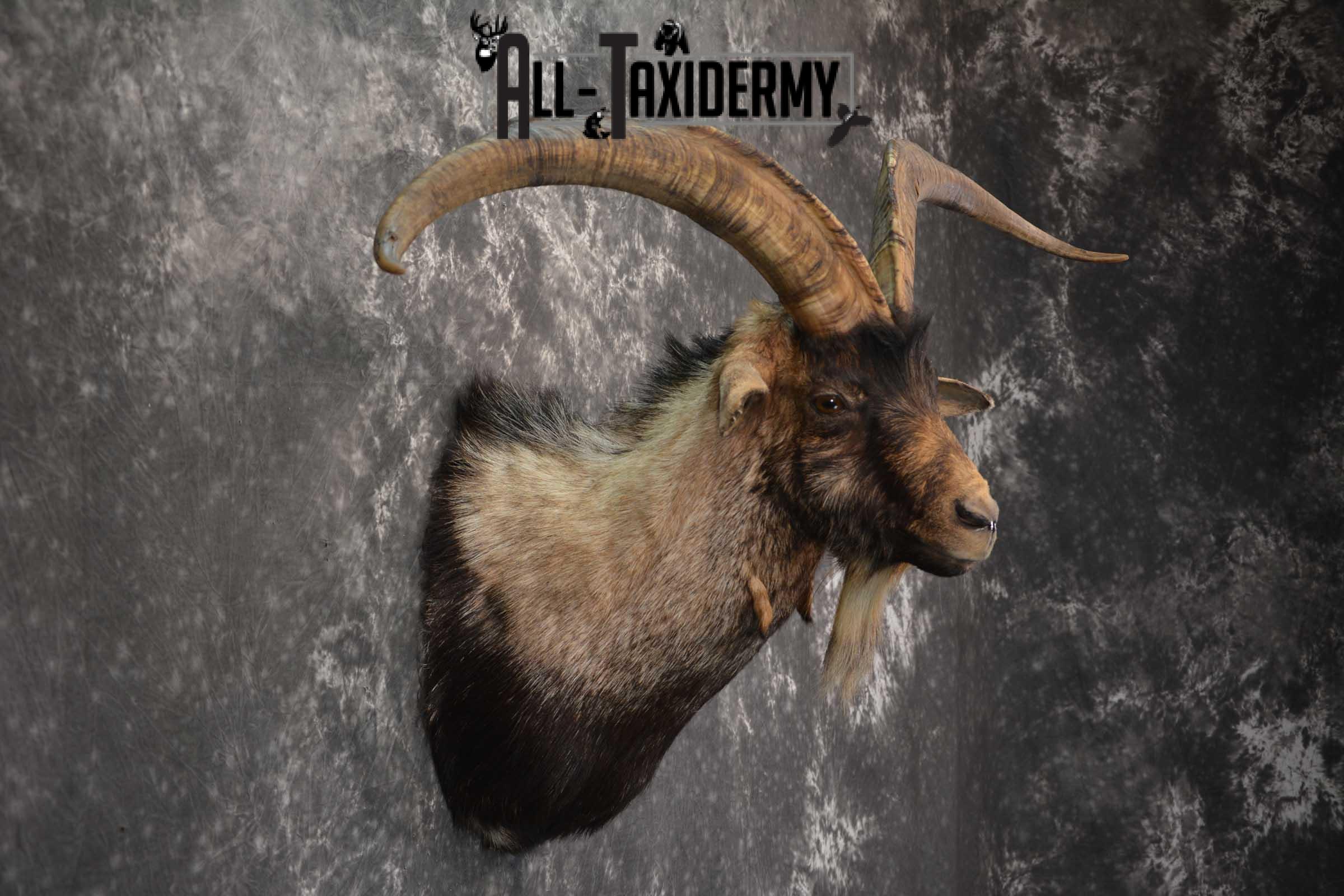 Wyoming Ibex Taxidermy shoulder mount for sale SKU 1816