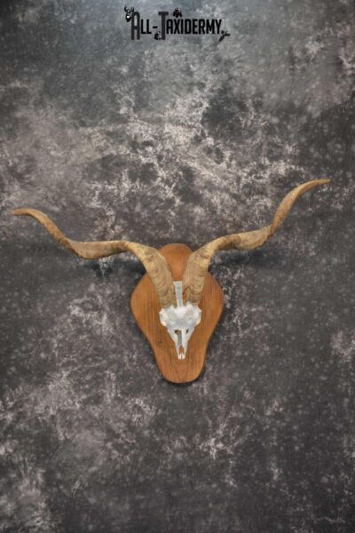 Spanish Goat european skull taxidermy for sale SKU 1783