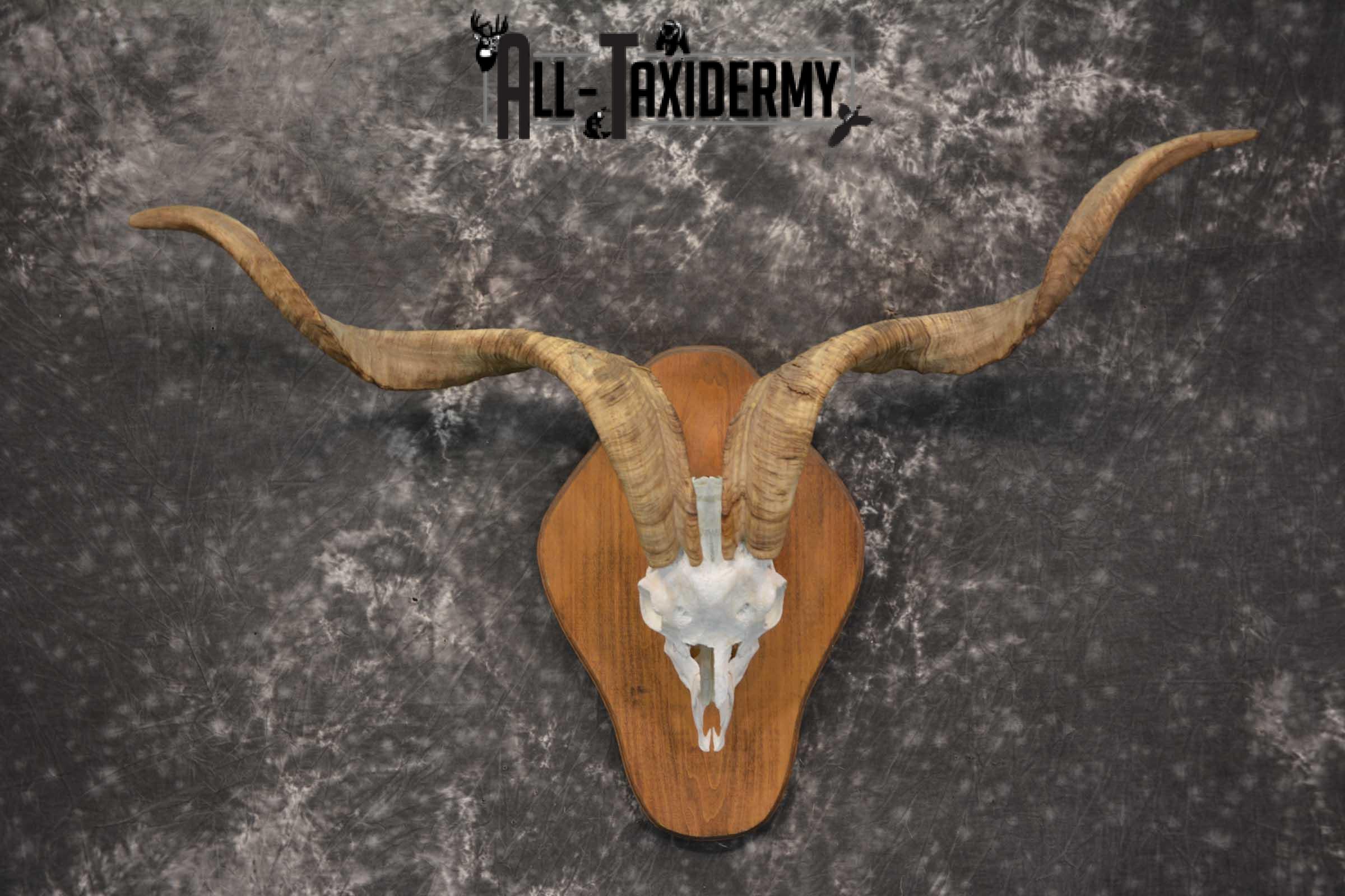 Spanish Goat european skull taxidermy for sale SKU 1783 - Image 6