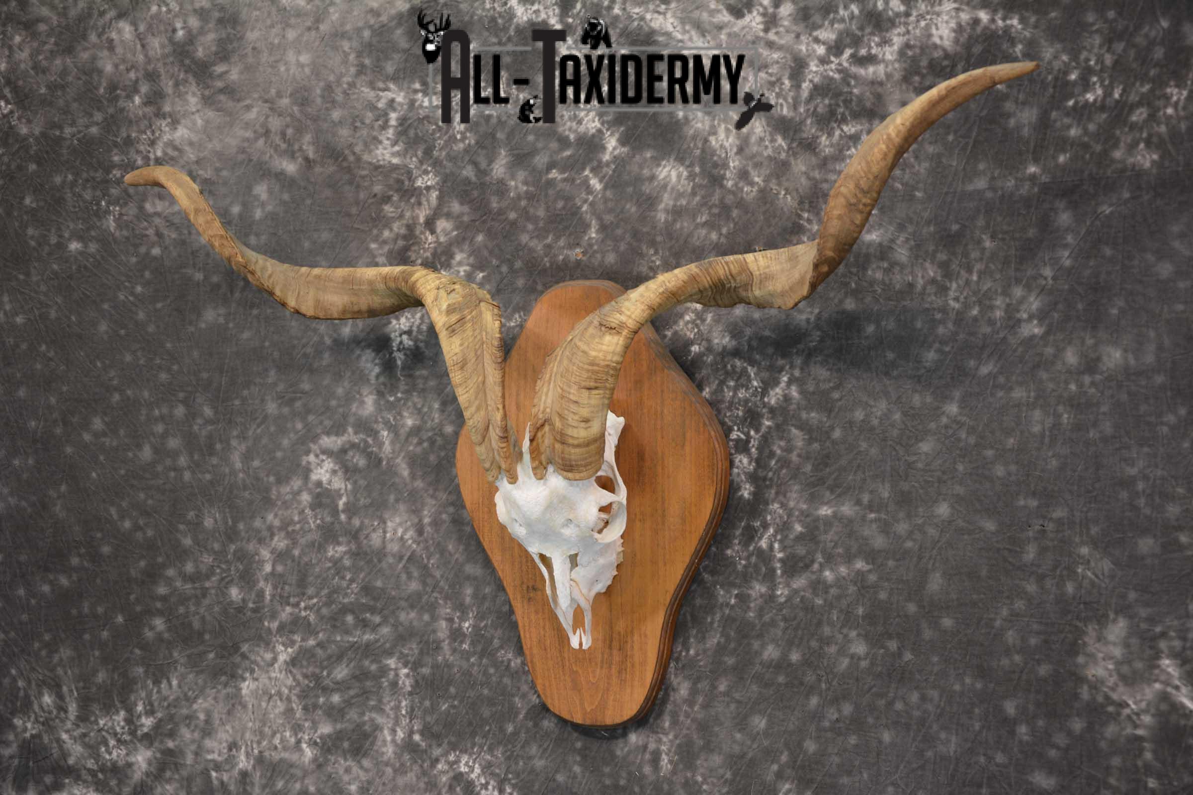 Spanish Goat european skull taxidermy for sale SKU 1783 - Image 5