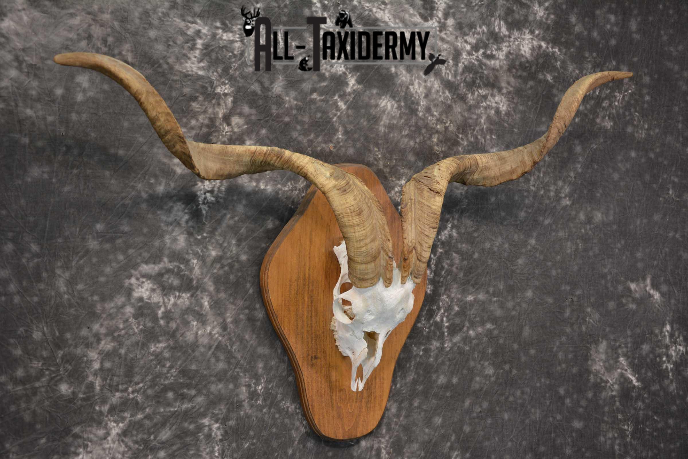 Spanish Goat european skull taxidermy for sale SKU 1783 - Image 3
