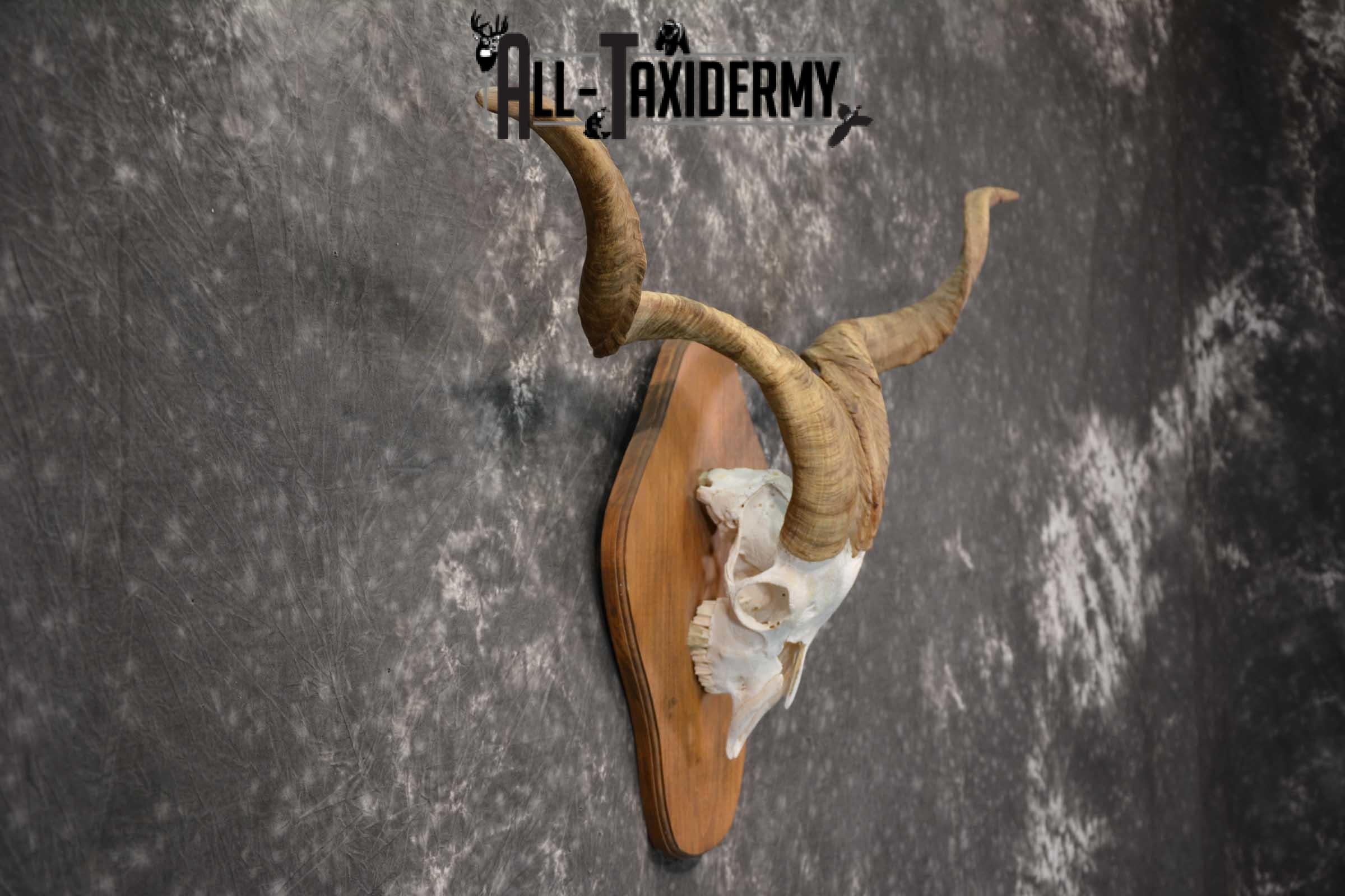 Spanish Goat european skull taxidermy for sale SKU 1783 - Image 2