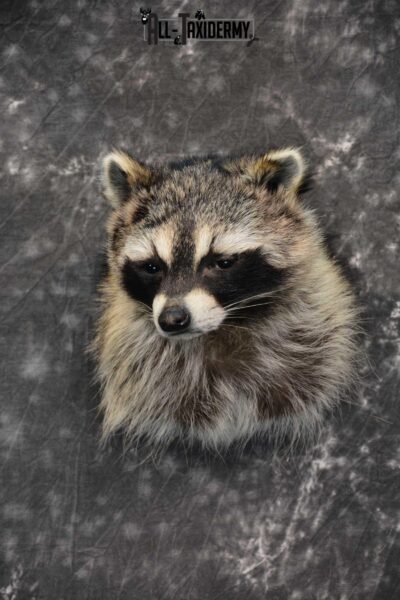 Raccoon Shoulder mount taxidermy for sale SKU 1784