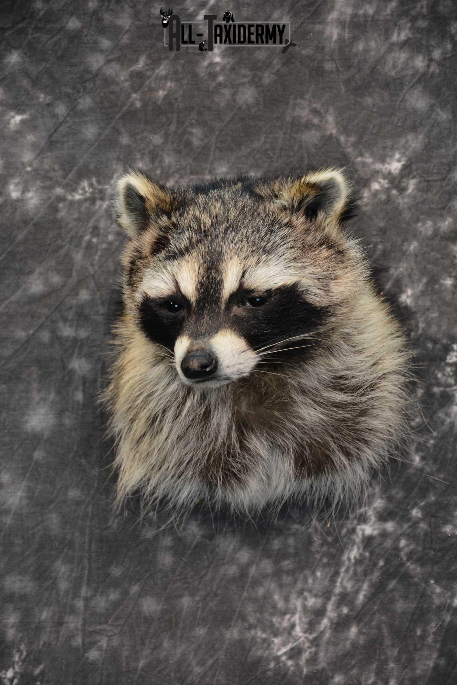 Raccoon Shoulder mount taxidermy for sale SKU 1784