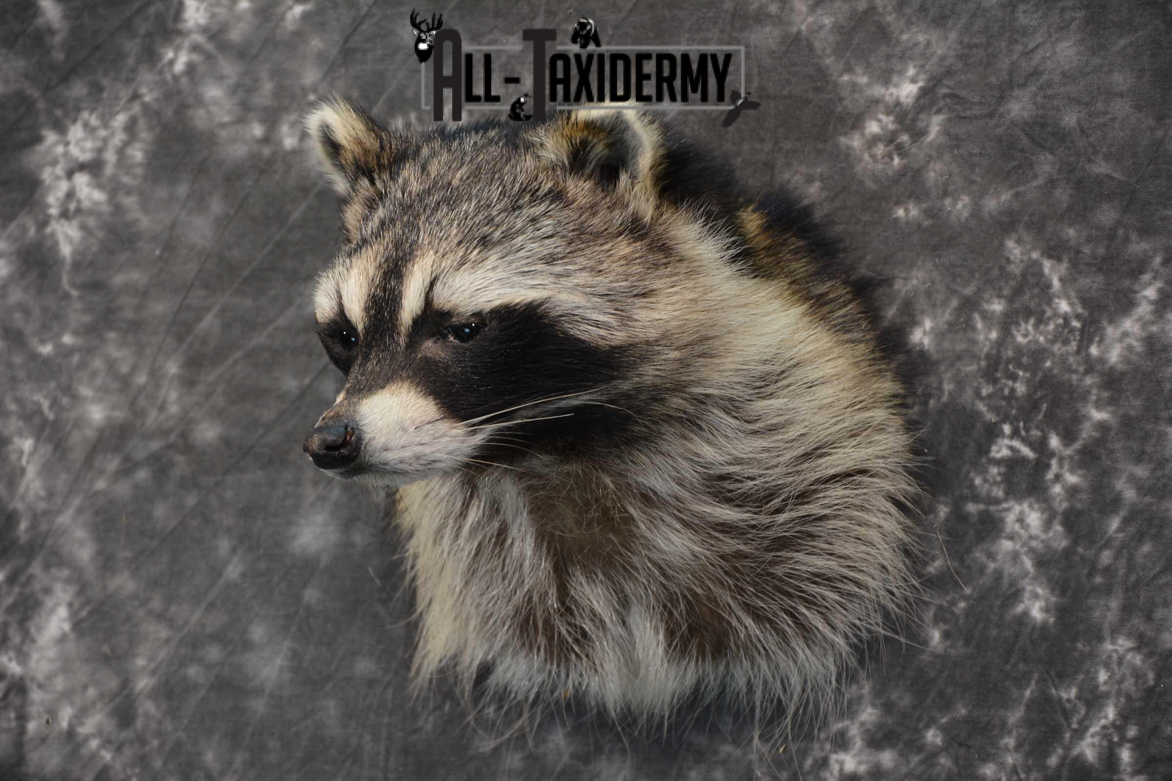 taxidermy raccoon for sale