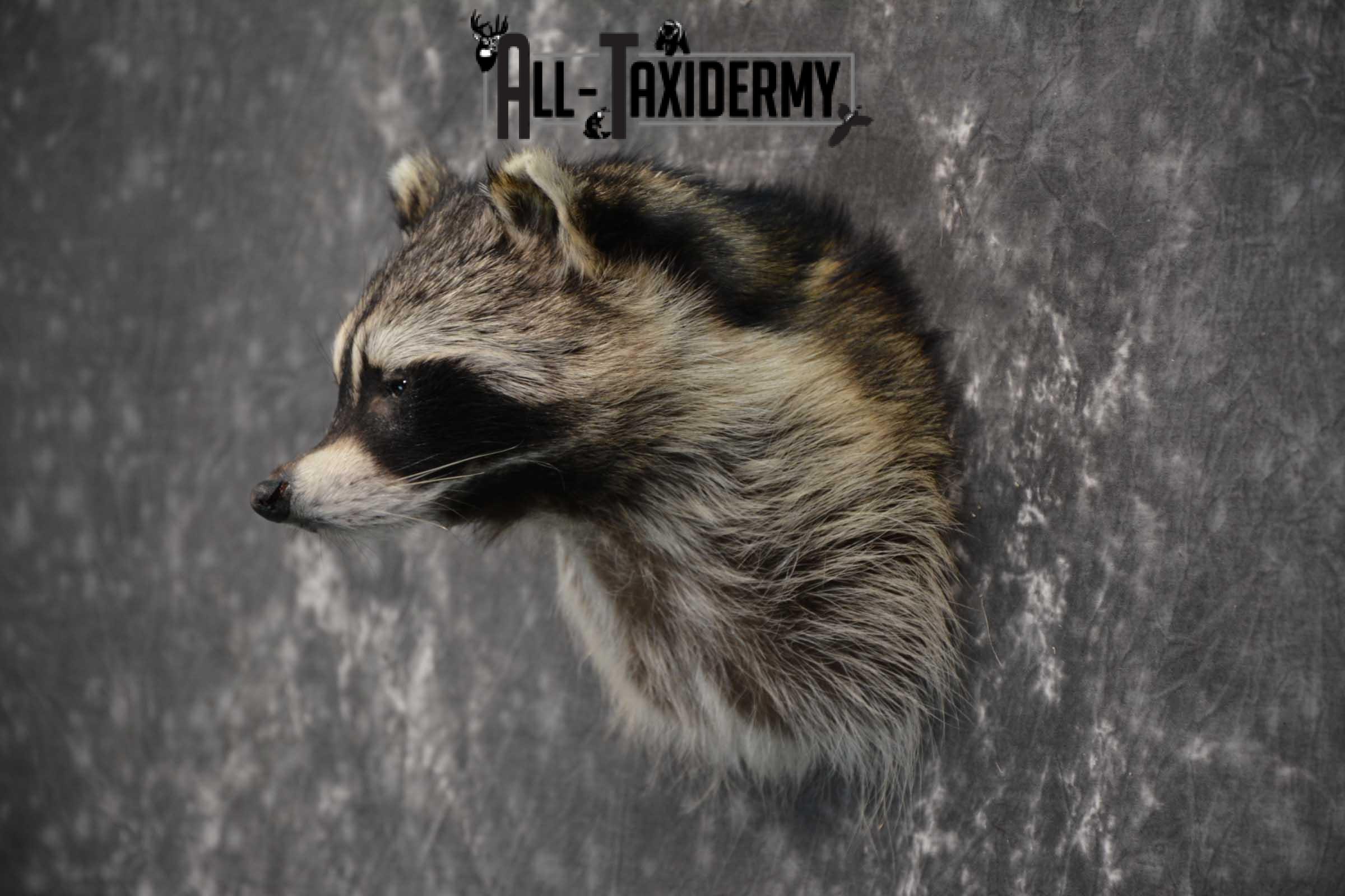 Raccoon Shoulder mount taxidermy for sale SKU 1784 - Image 4
