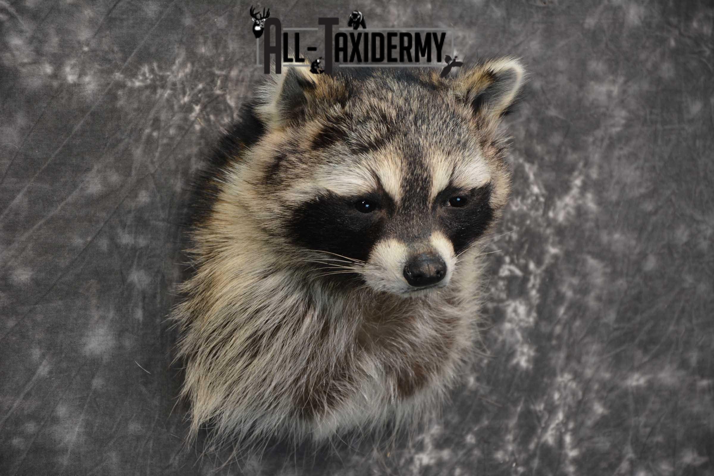 Raccoon Shoulder mount taxidermy for sale SKU 1784 - Image 3