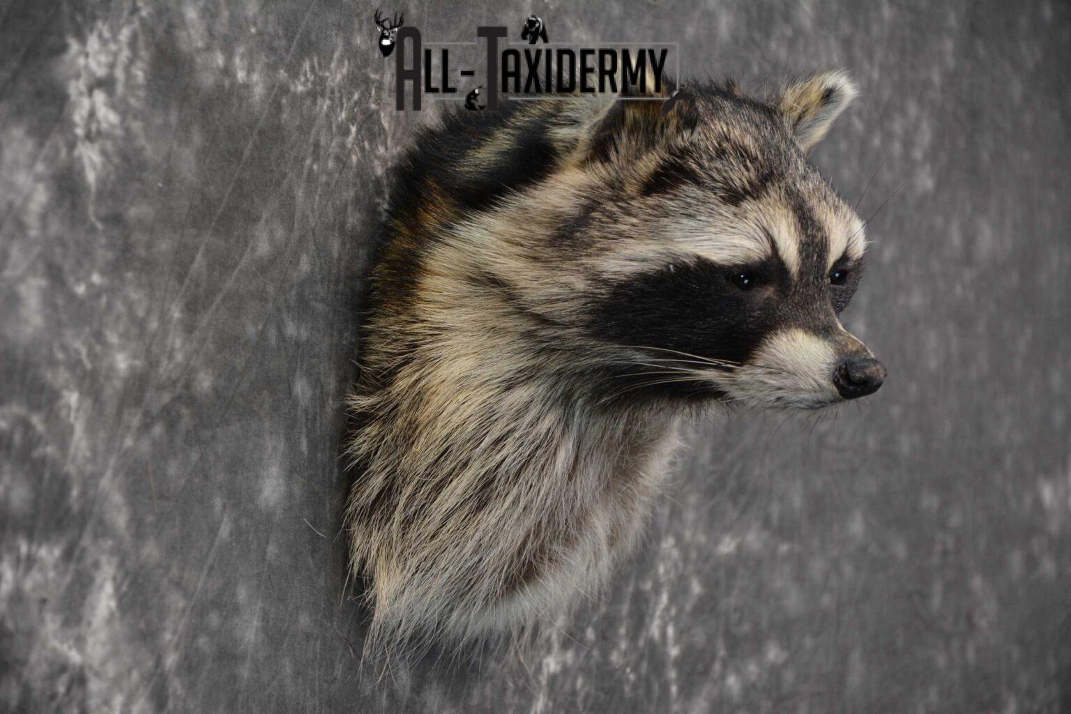 taxidermy raccoon for sale