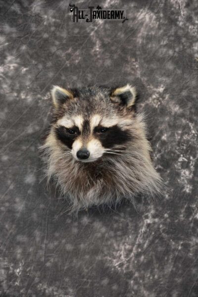 Raccoon Shoulder mount taxidermy for sale SKU 1785