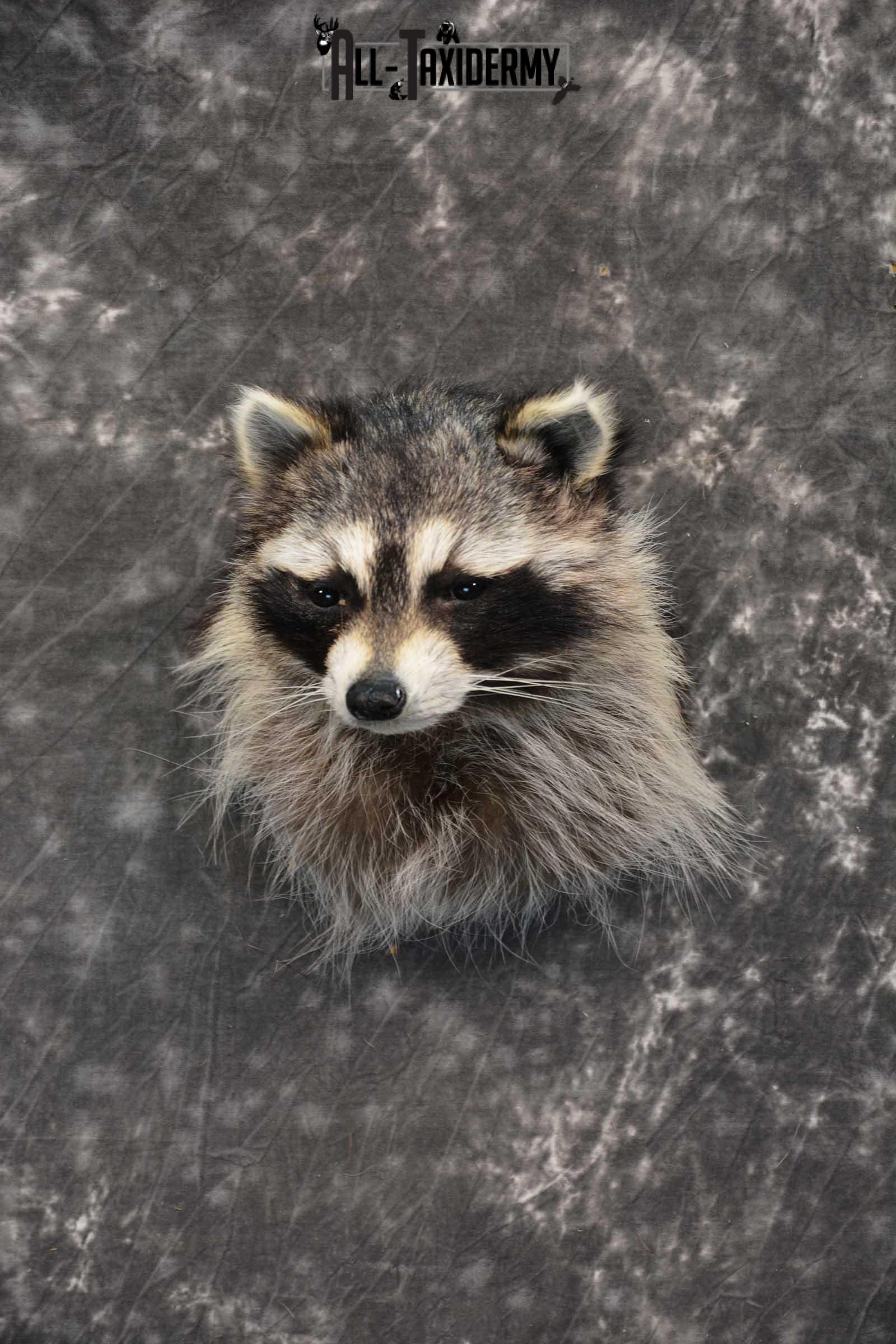 Raccoon Shoulder mount taxidermy for sale SKU 1785