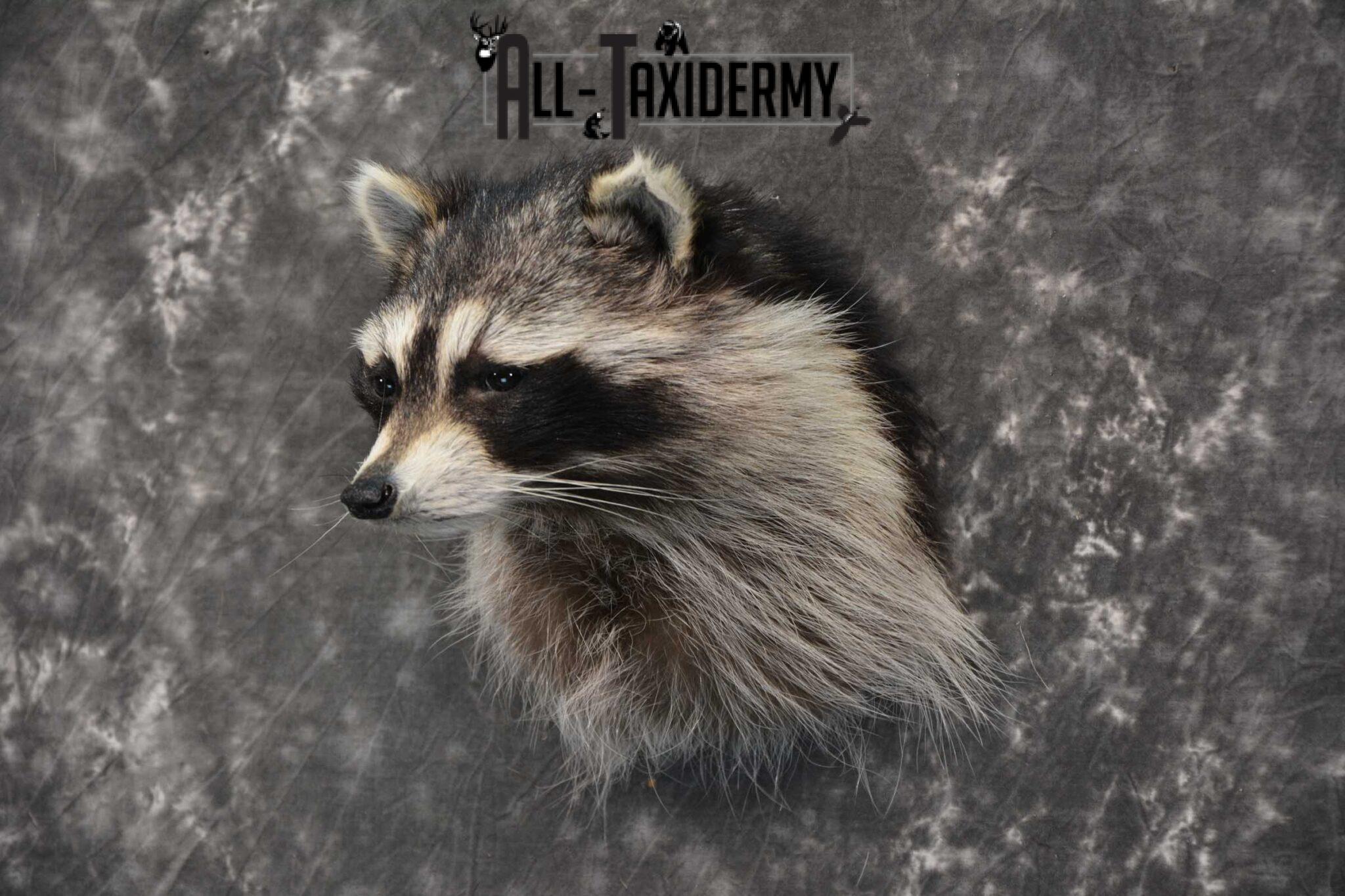 taxidermy raccoon for sale