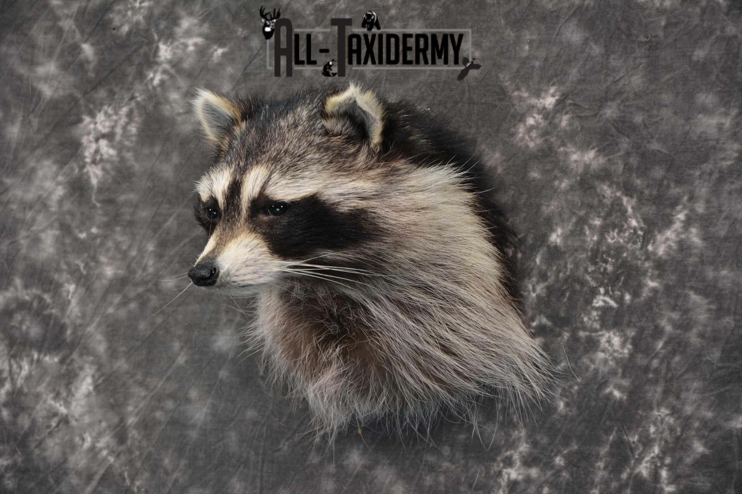 Raccoon Shoulder mount taxidermy for sale SKU 1785 - Image 5