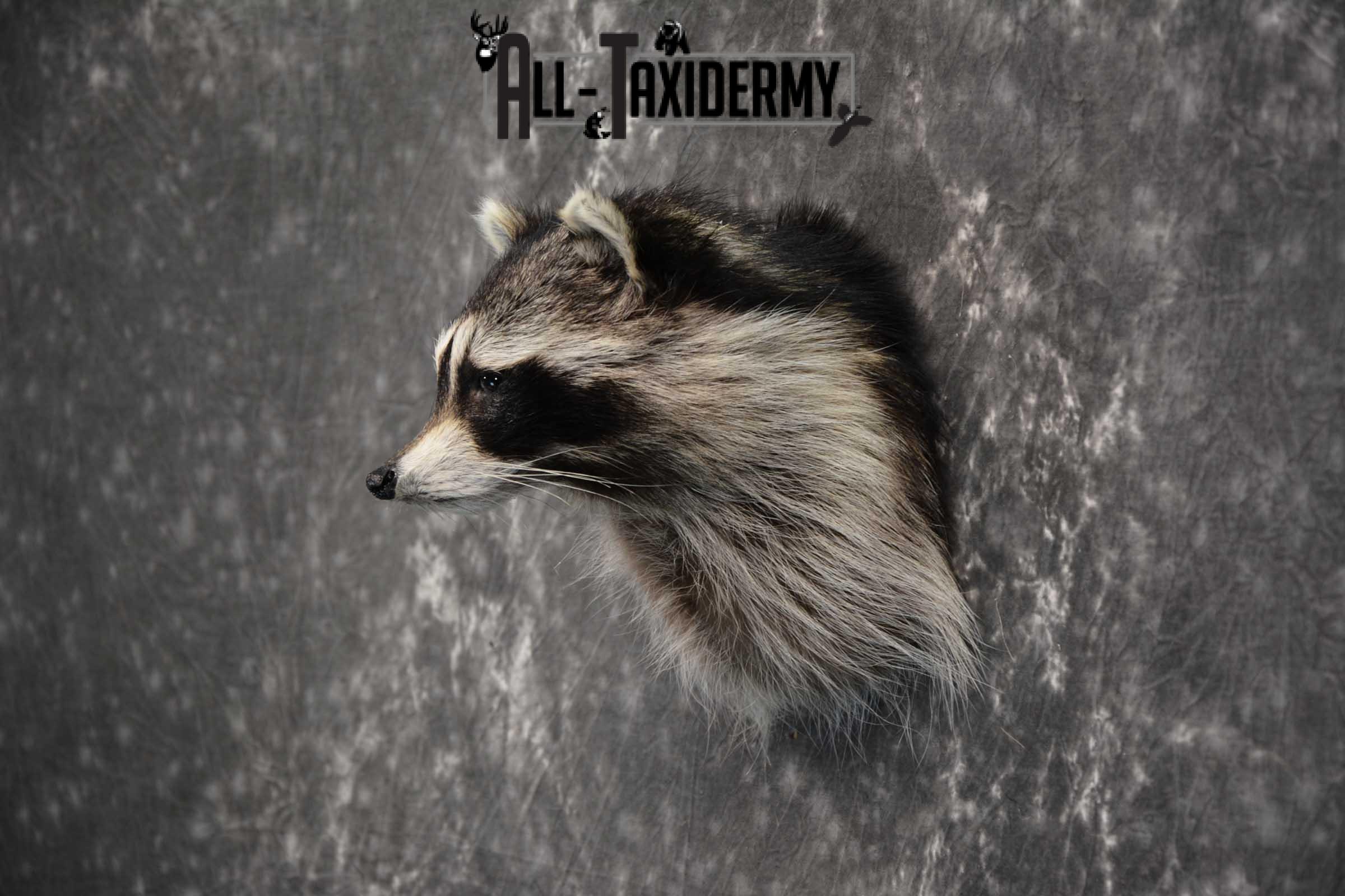Raccoon Shoulder mount taxidermy for sale SKU 1785 - Image 4