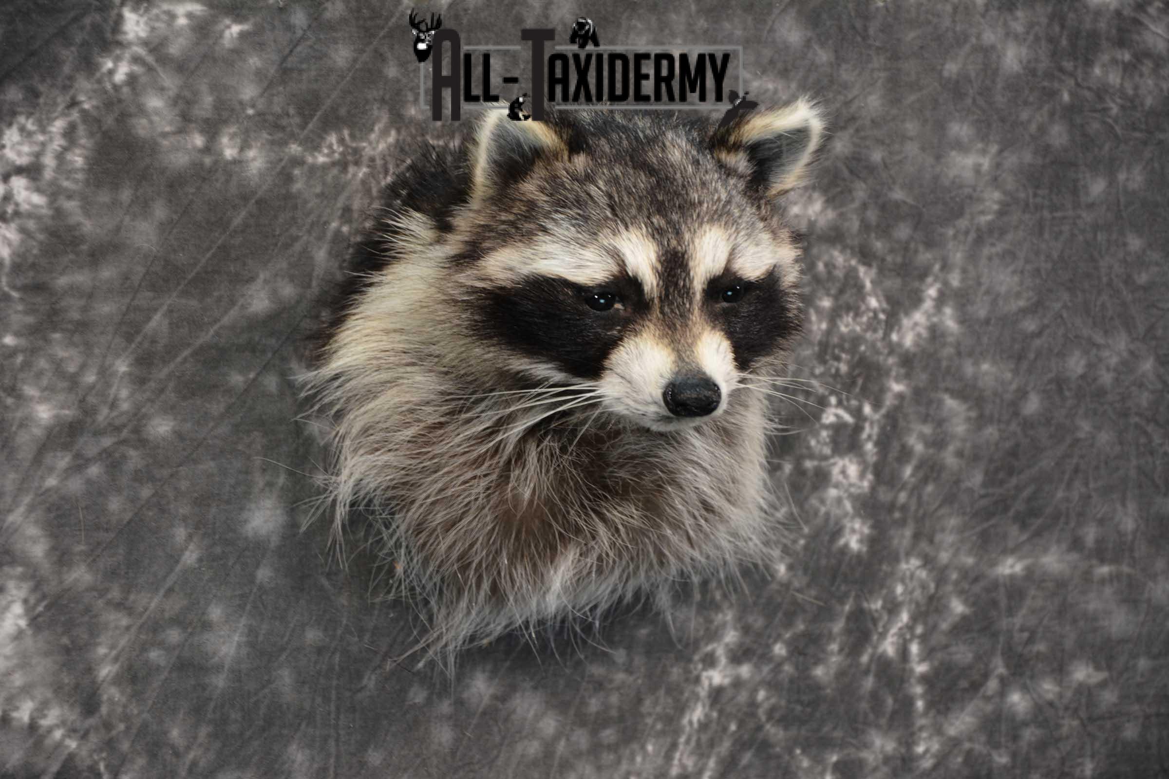 Raccoon Shoulder mount taxidermy for sale SKU 1785 - Image 3