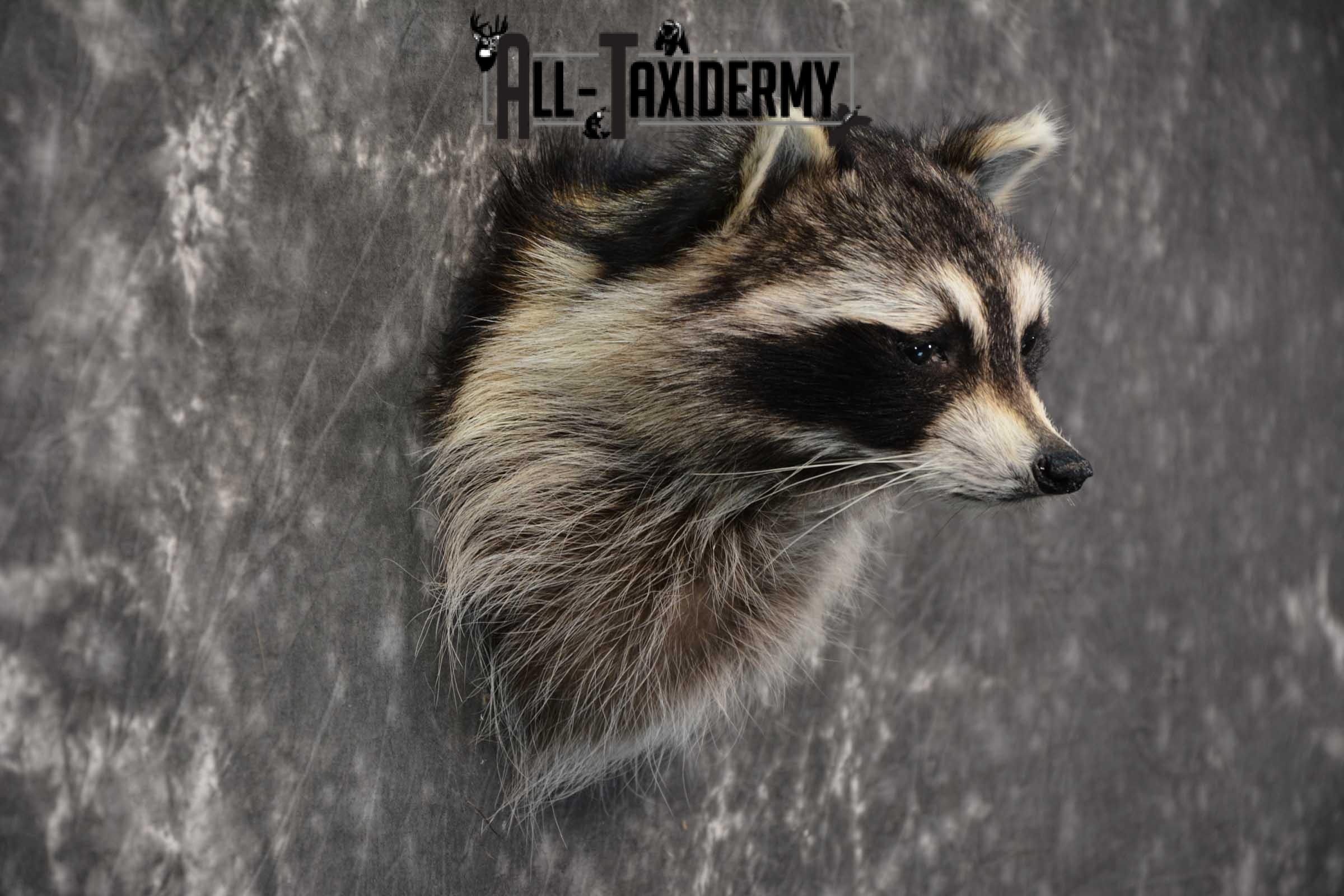 Raccoon Shoulder mount taxidermy for sale SKU 1785 - Image 2