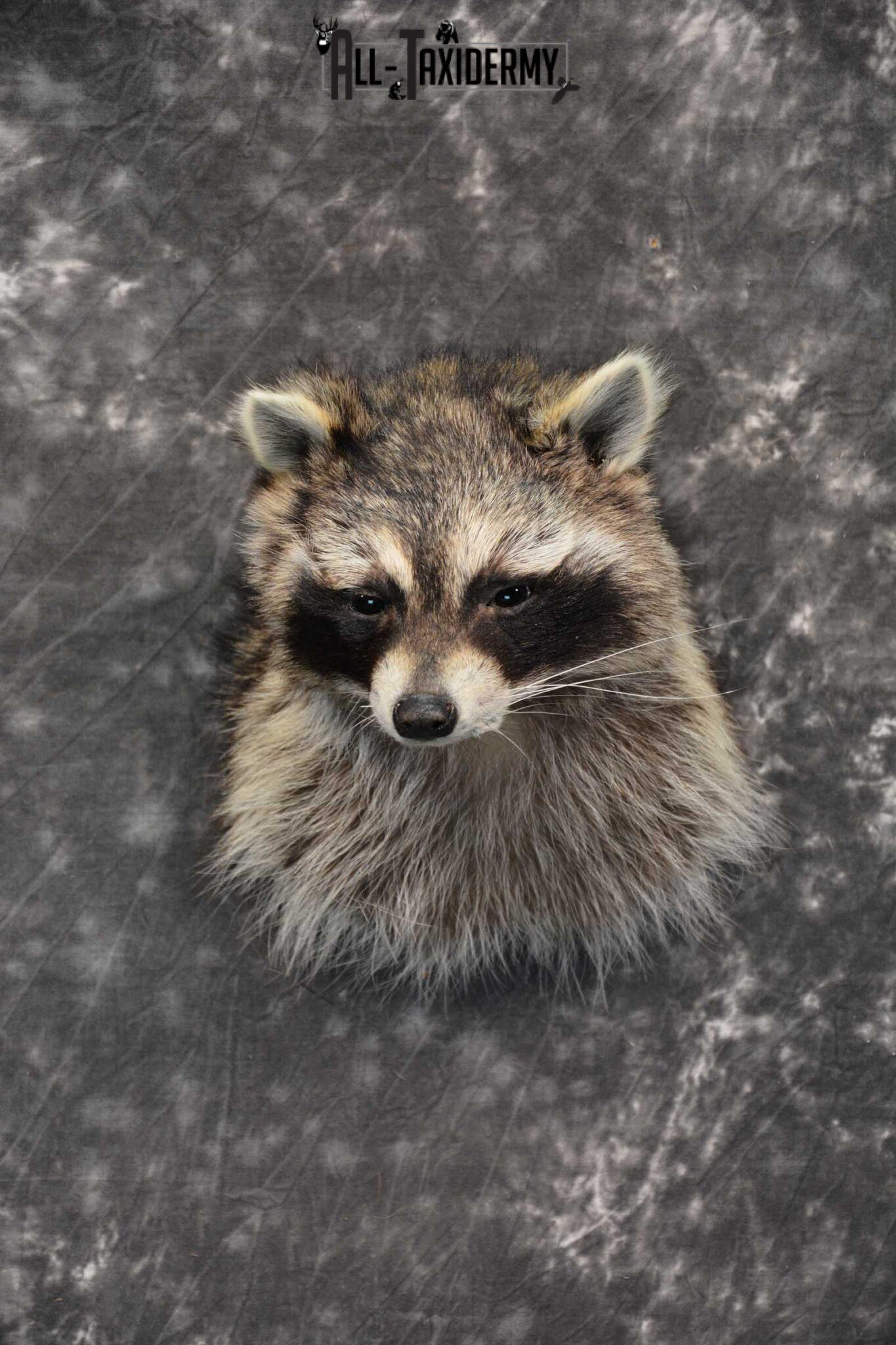 Raccoon Taxidermy Mounts - All Taxidermy