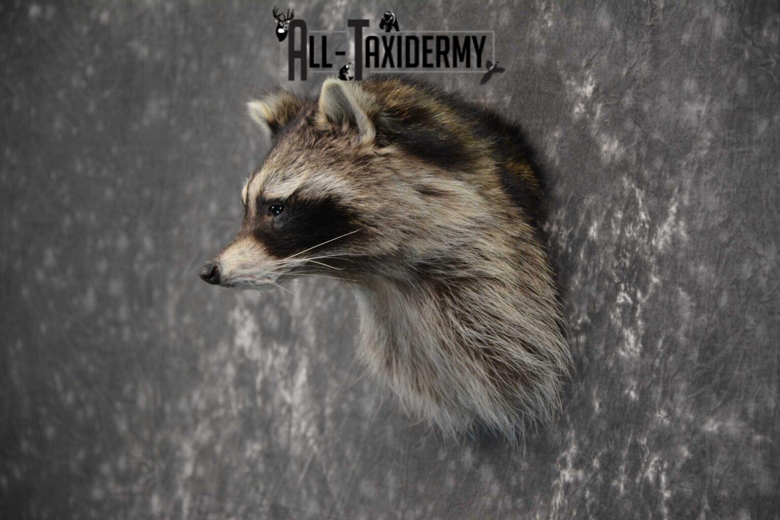 taxidermy raccoon for sale