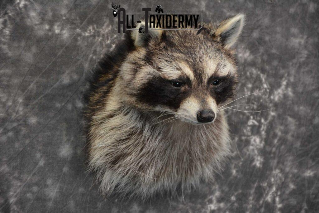 taxidermy raccoon for sale