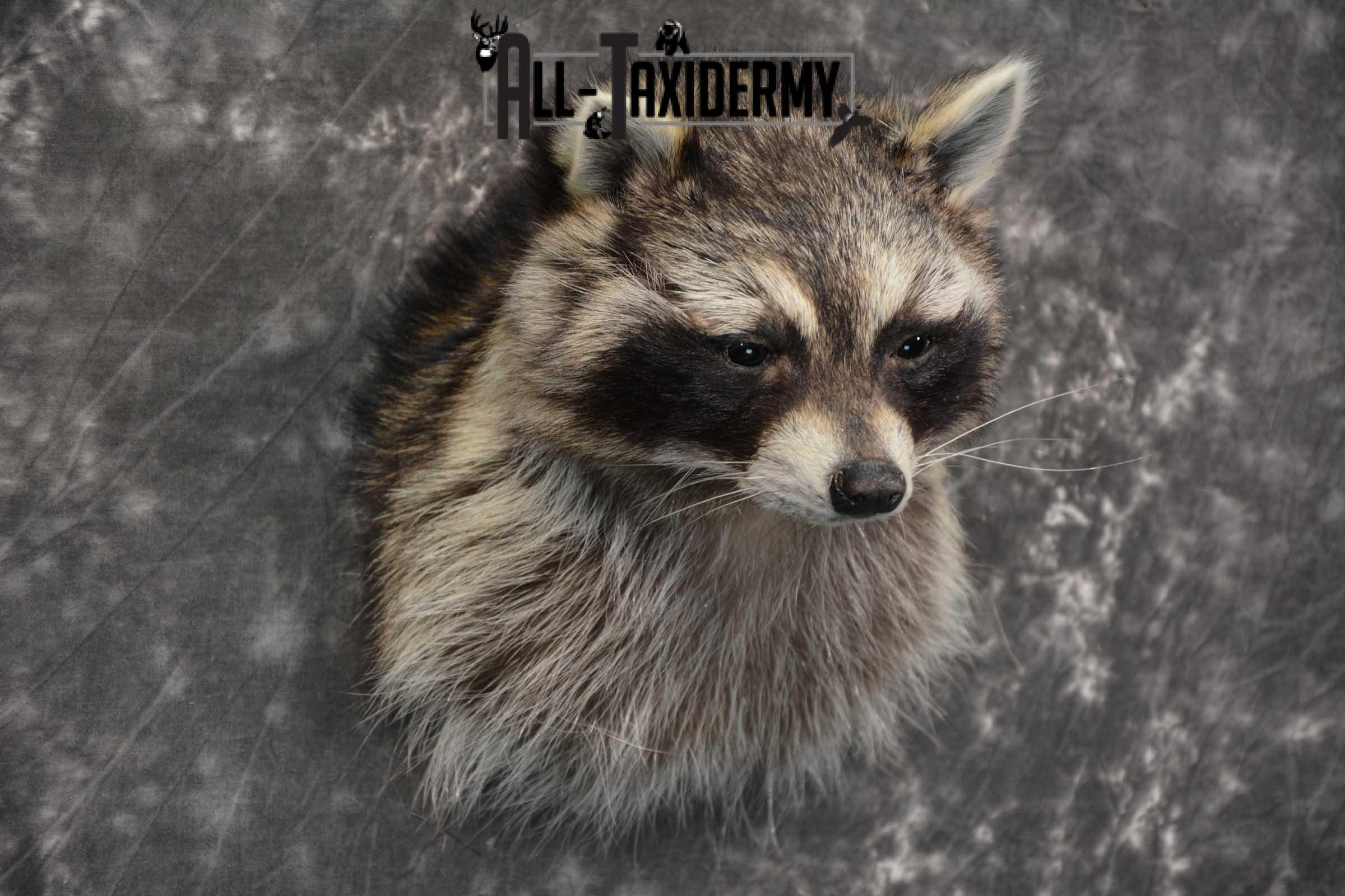 Raccoon Shoulder mount taxidermy for sale SKU 1786 - Image 3