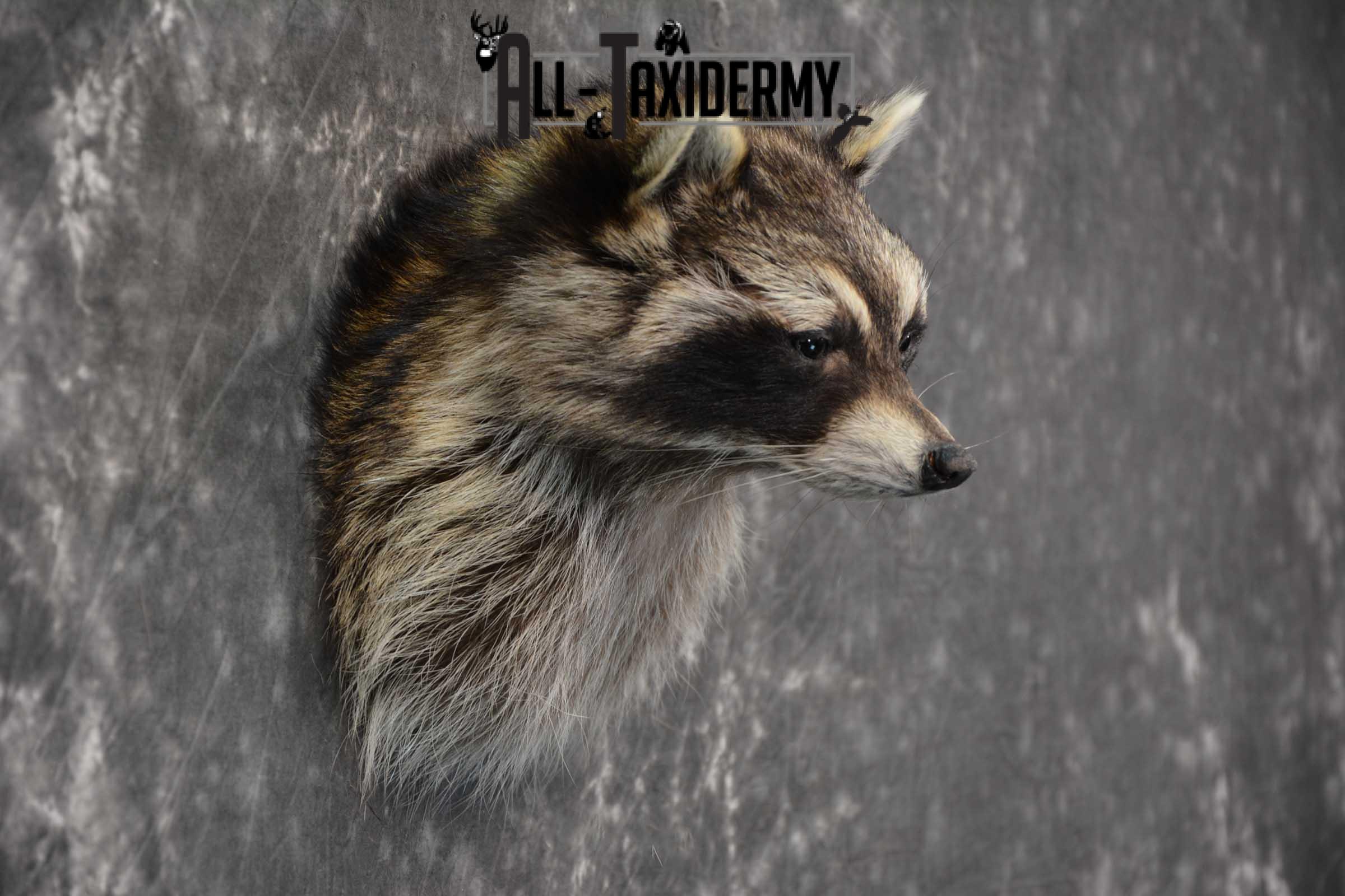 Raccoon Shoulder mount taxidermy for sale SKU 1786 - Image 2