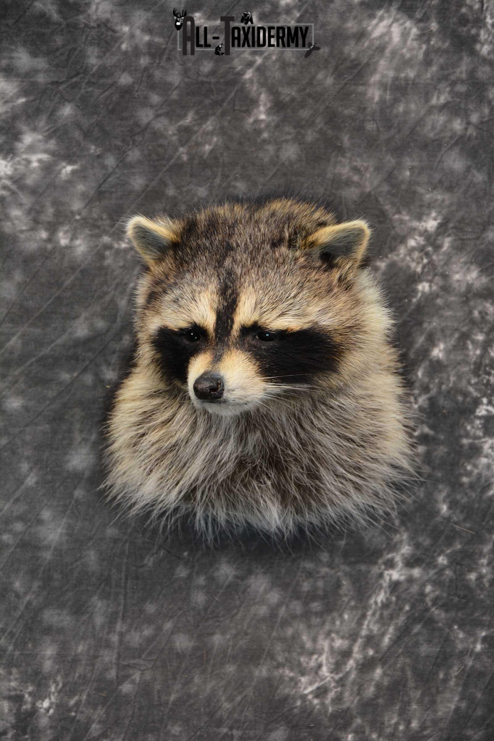 Raccoon Shoulder mount taxidermy for sale SKU 1787