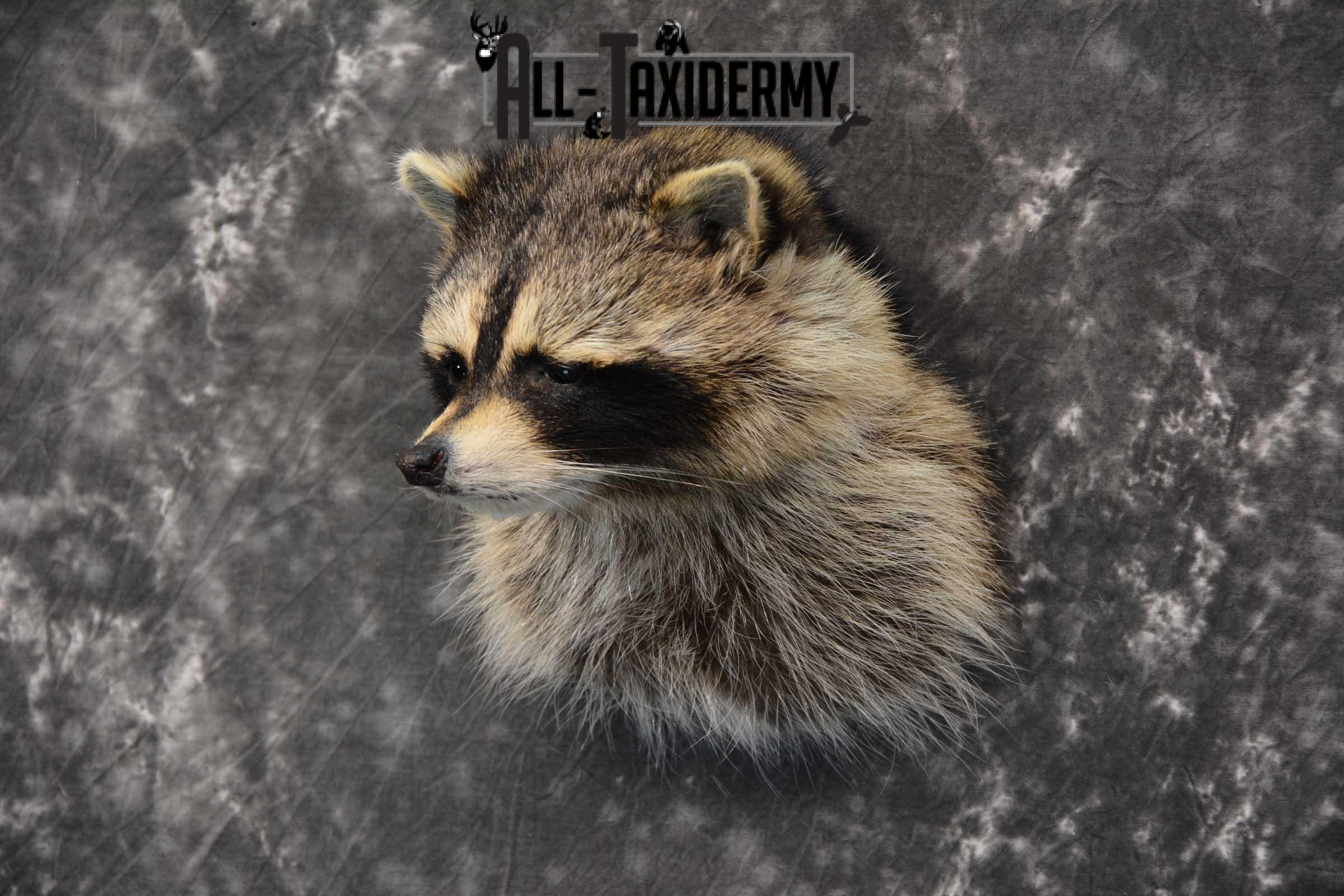 Raccoon Shoulder mount taxidermy for sale SKU 1787 - Image 5