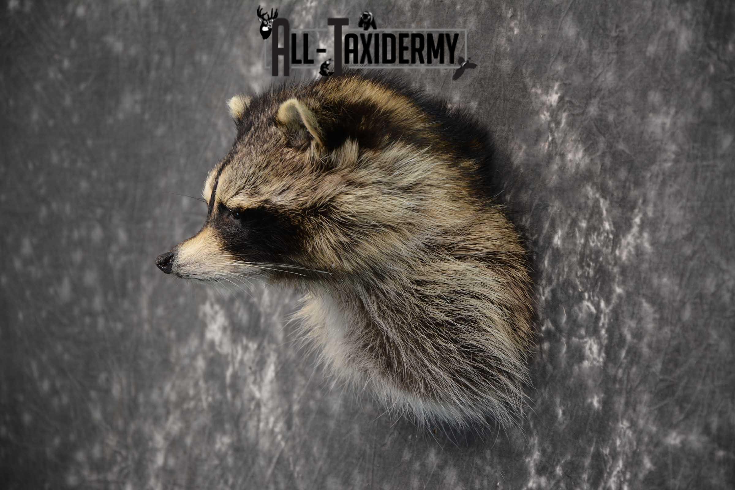 Raccoon Shoulder mount taxidermy for sale SKU 1787 - Image 4
