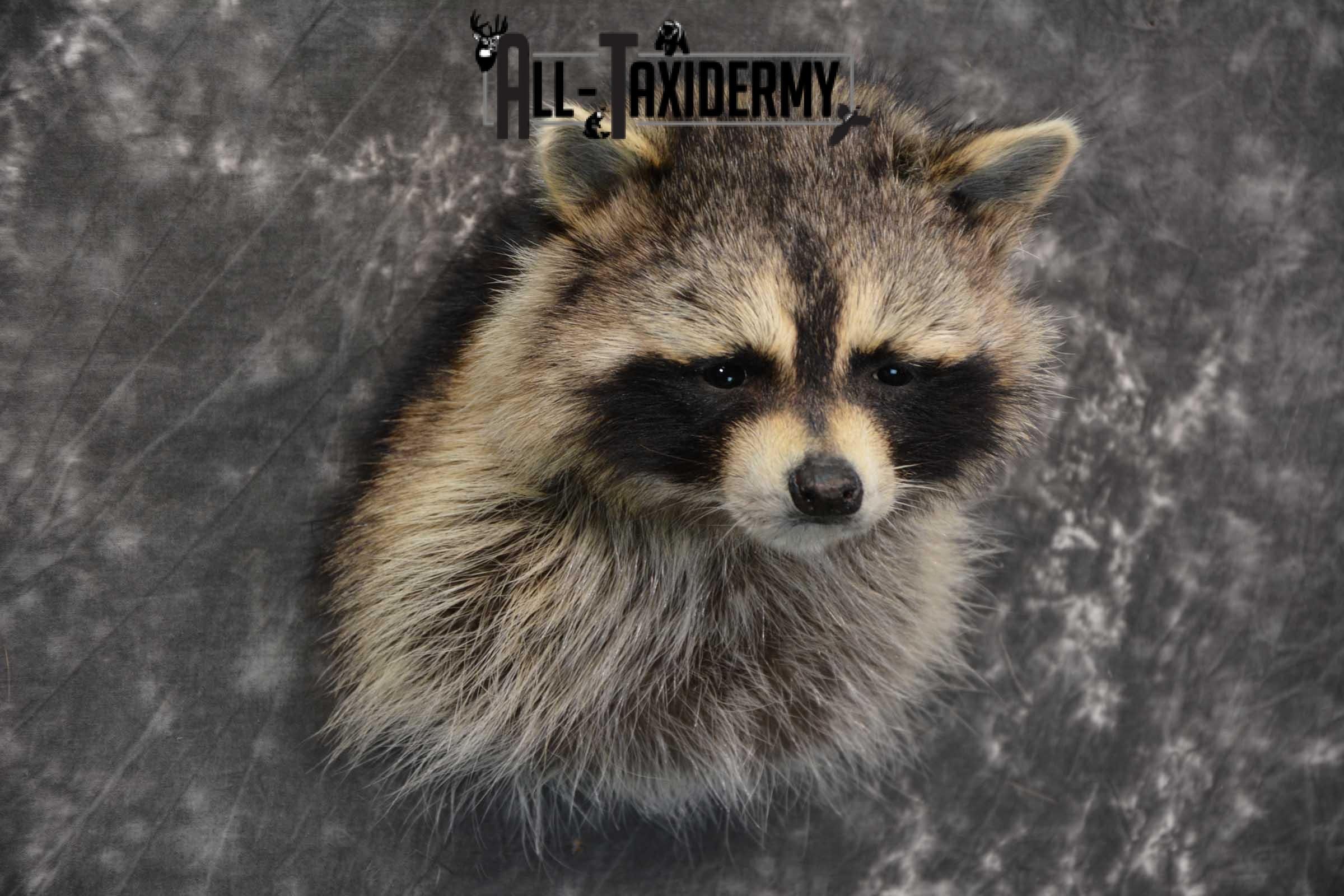 Raccoon Shoulder mount taxidermy for sale SKU 1787 - Image 3
