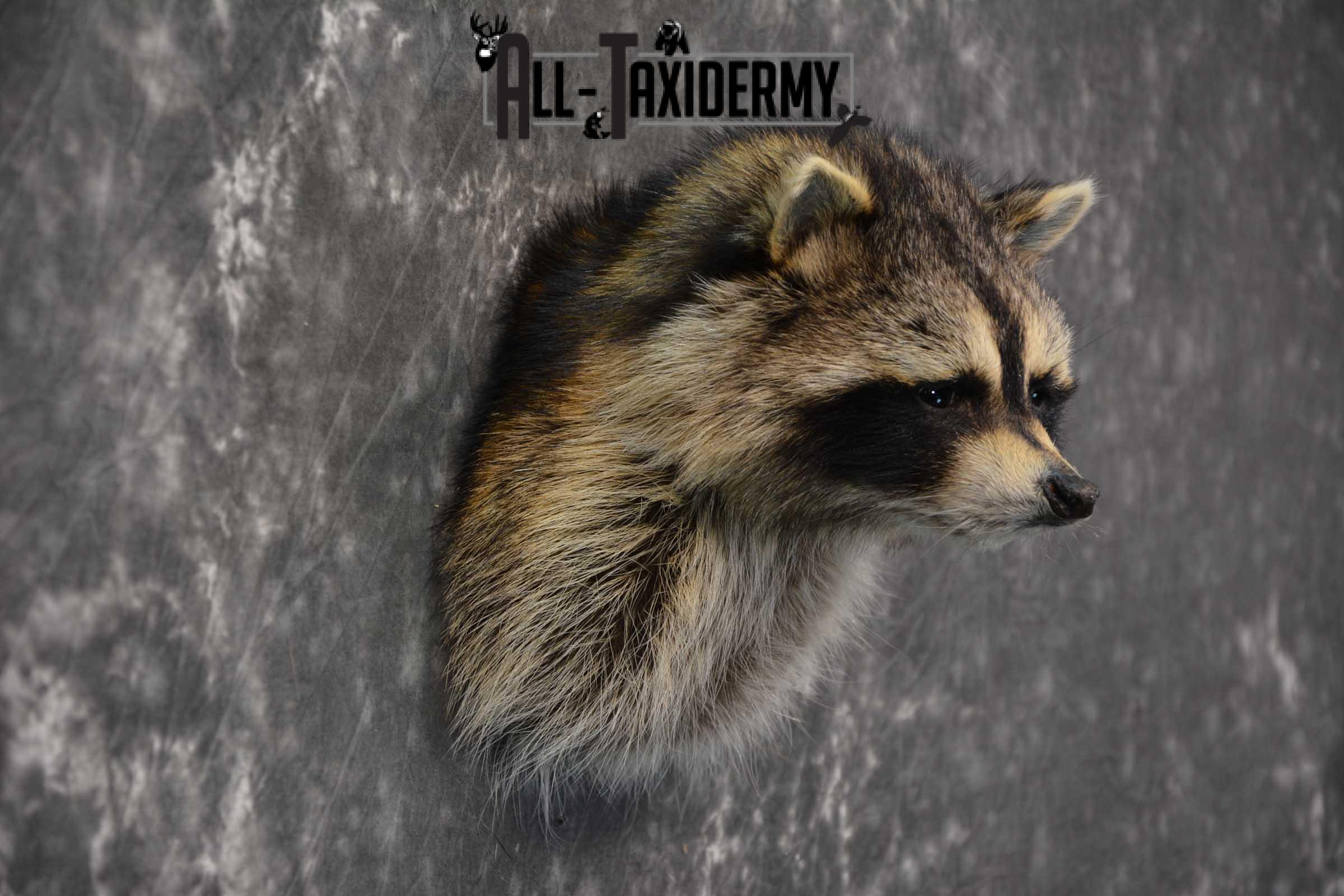 Raccoon Shoulder mount taxidermy for sale SKU 1787 - Image 2
