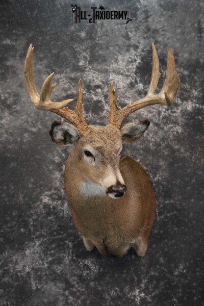 Whitetail deer taxidermy shoulder mount for sale SKU 1773
