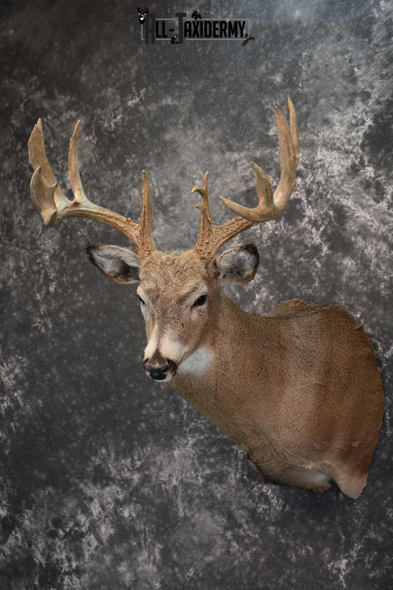 Whitetail deer taxidermy shoulder mount for sale SKU 1773 - Image 8
