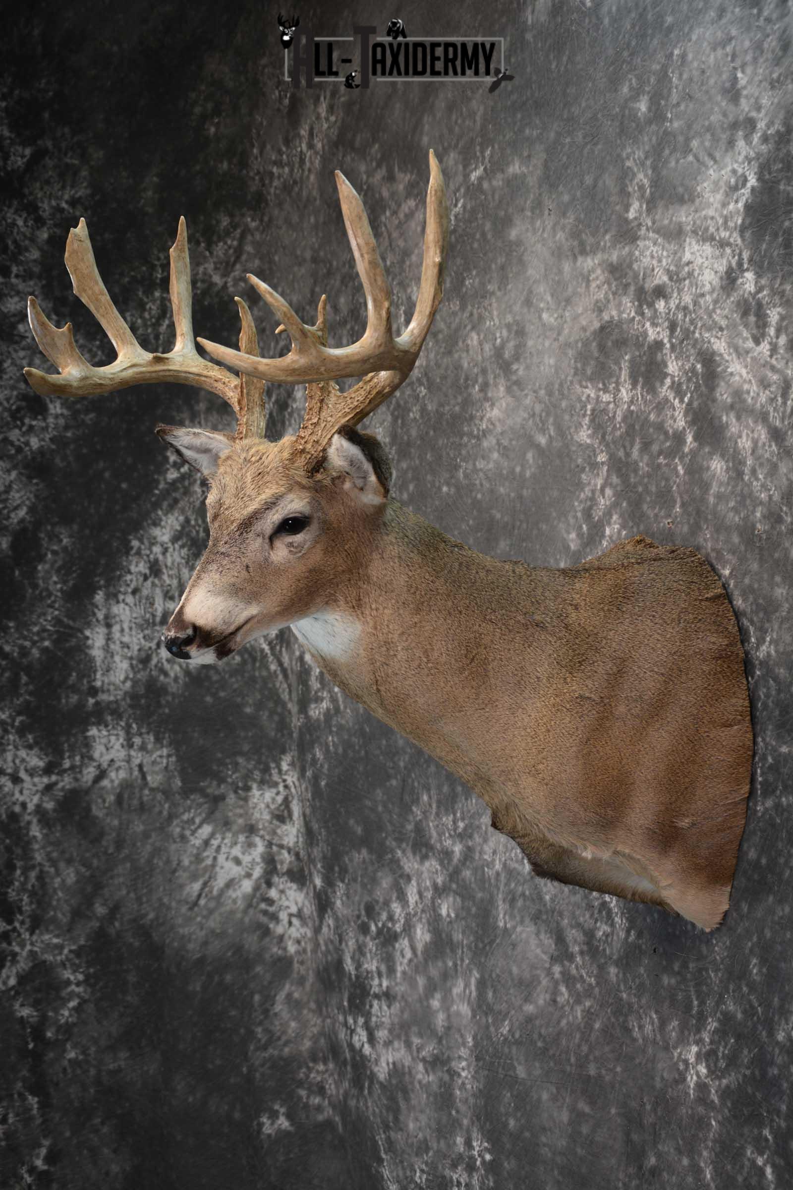 Whitetail deer taxidermy shoulder mount for sale SKU 1773 - Image 7