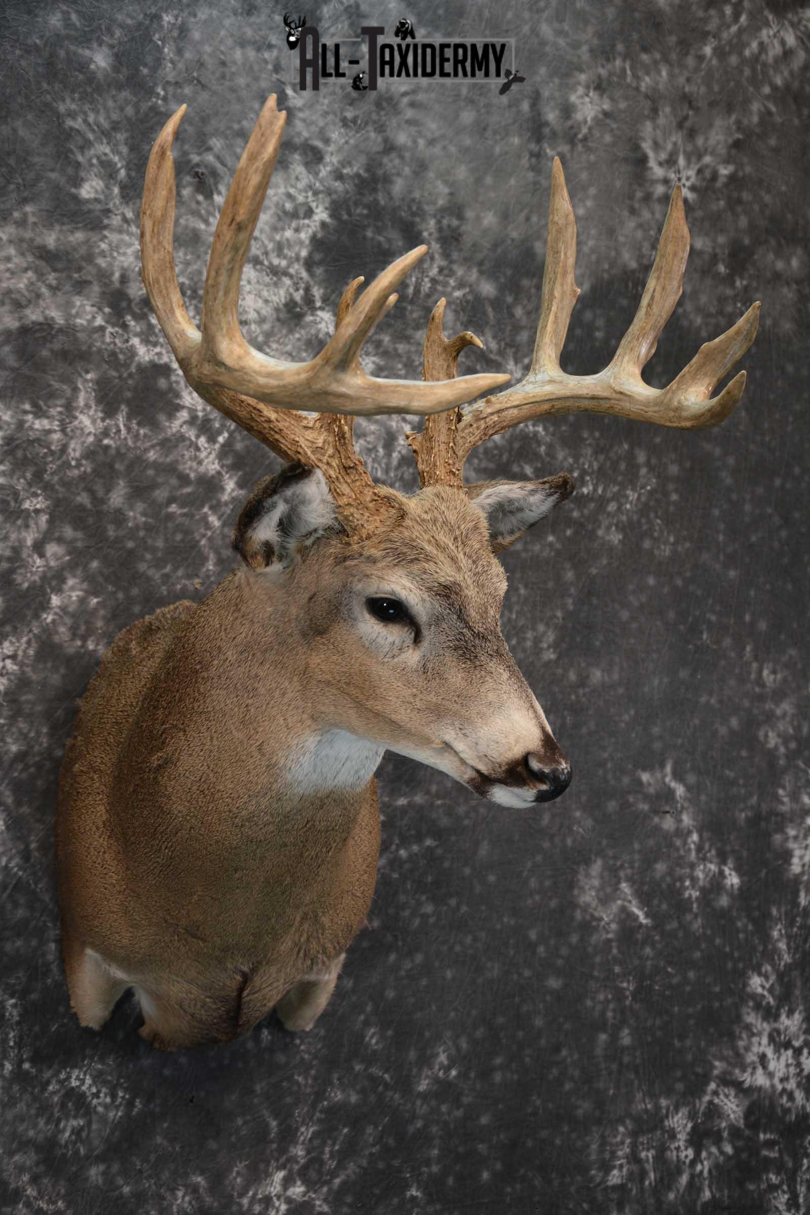 Whitetail deer taxidermy shoulder mount for sale SKU 1773 - Image 6