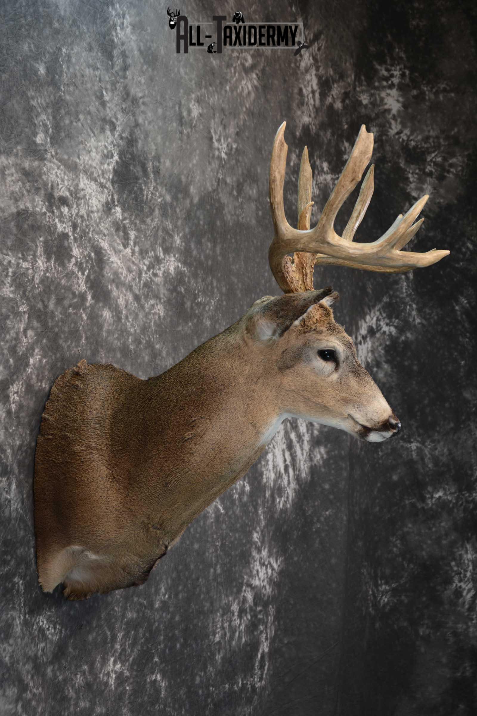 Whitetail deer taxidermy shoulder mount for sale SKU 1773 - Image 5