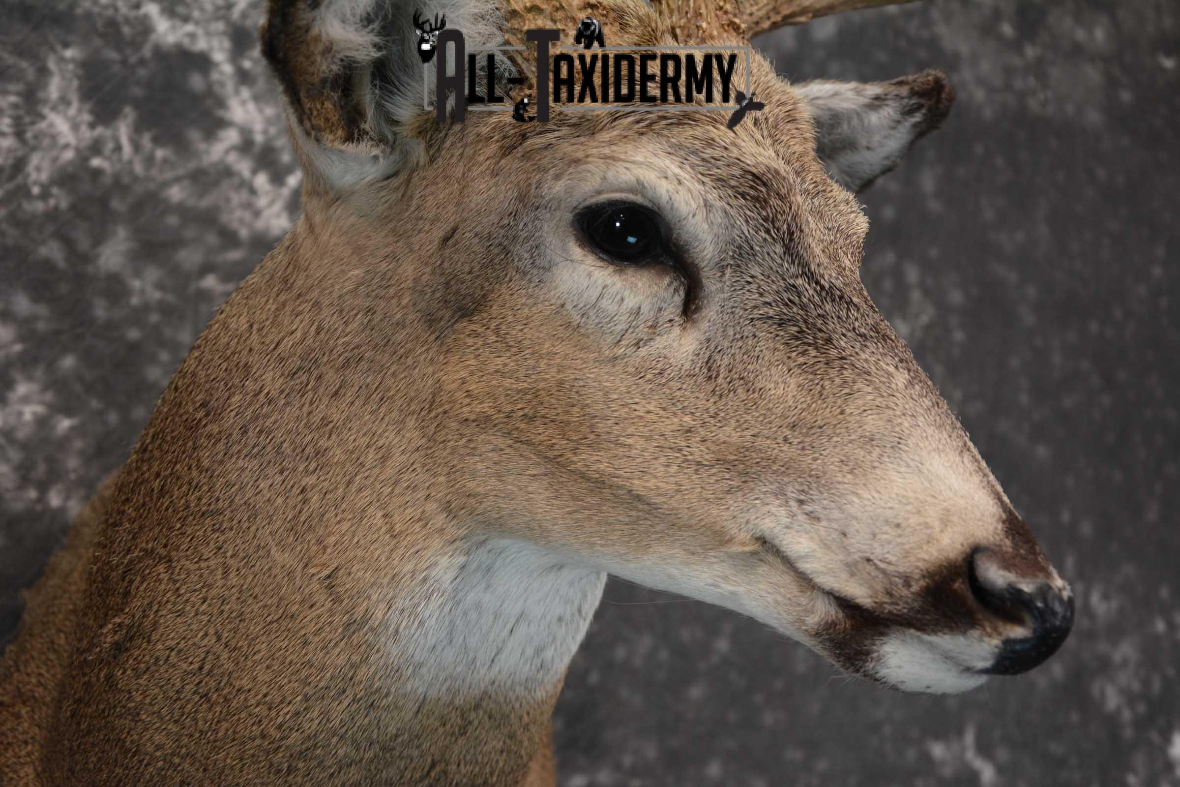 Whitetail deer taxidermy shoulder mount for sale SKU 1773 - Image 4