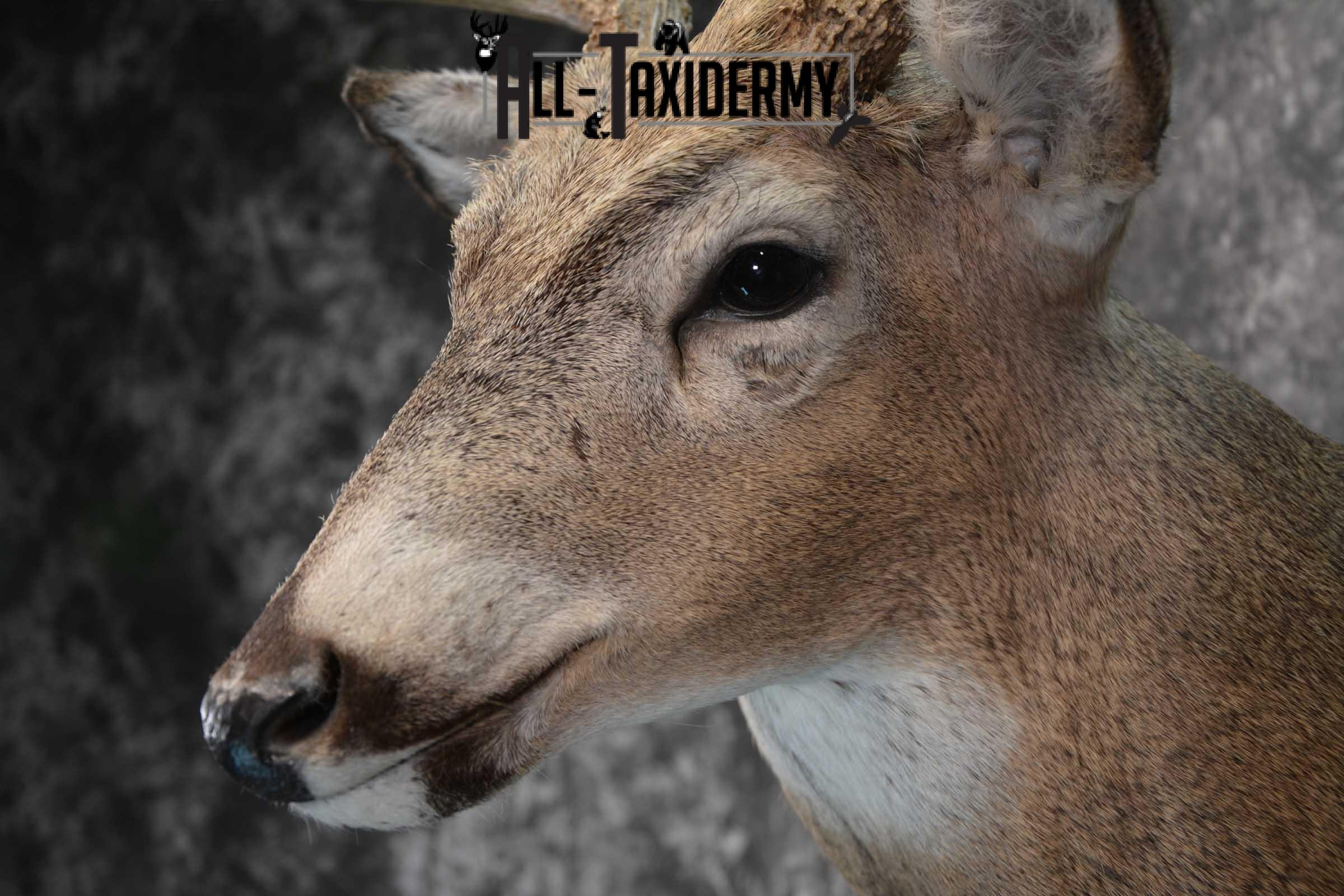 Whitetail deer taxidermy shoulder mount for sale SKU 1773 - Image 3