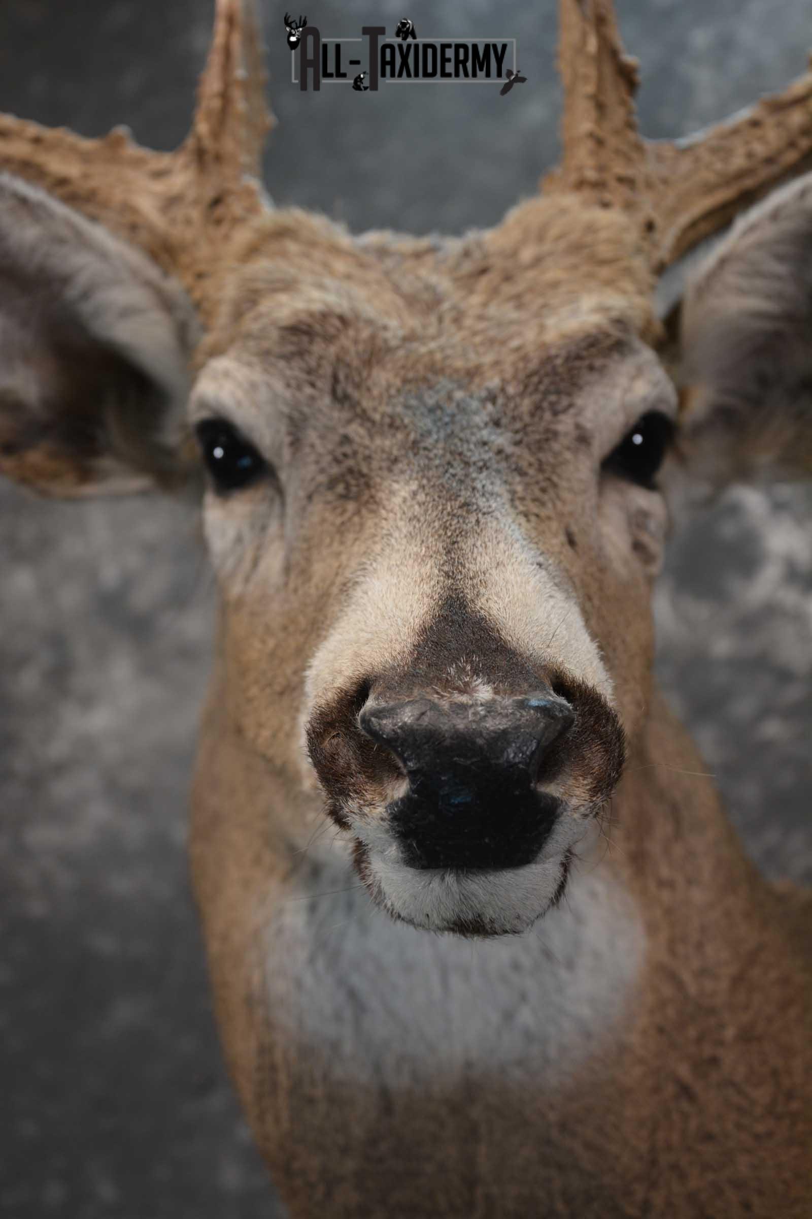 Whitetail deer taxidermy shoulder mount for sale SKU 1773 - Image 2