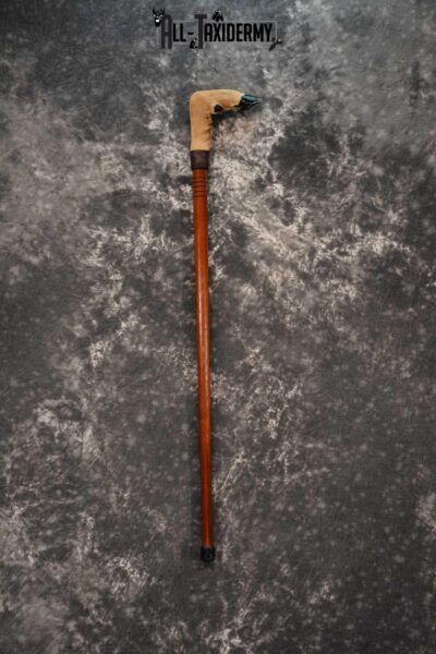 Deer Foot Cane taxidermy for sale SKU 1766.2