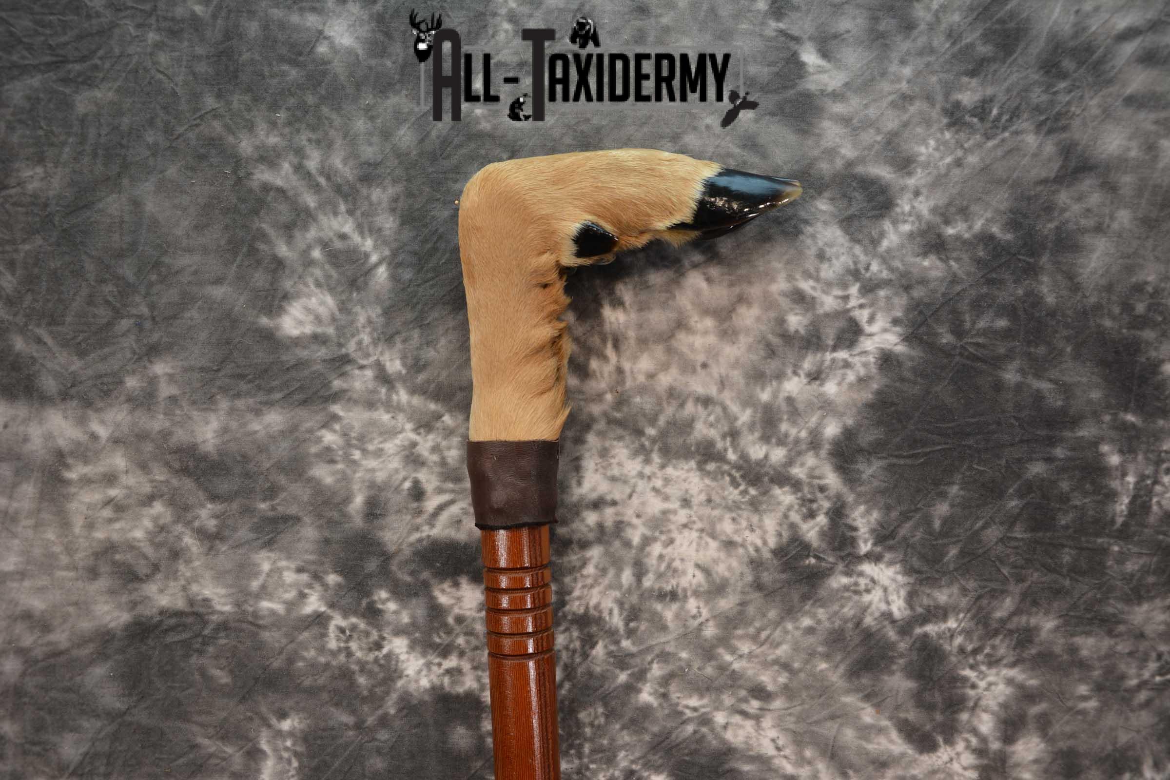 Deer Foot Cane taxidermy for sale SKU 1766.2 - Image 4